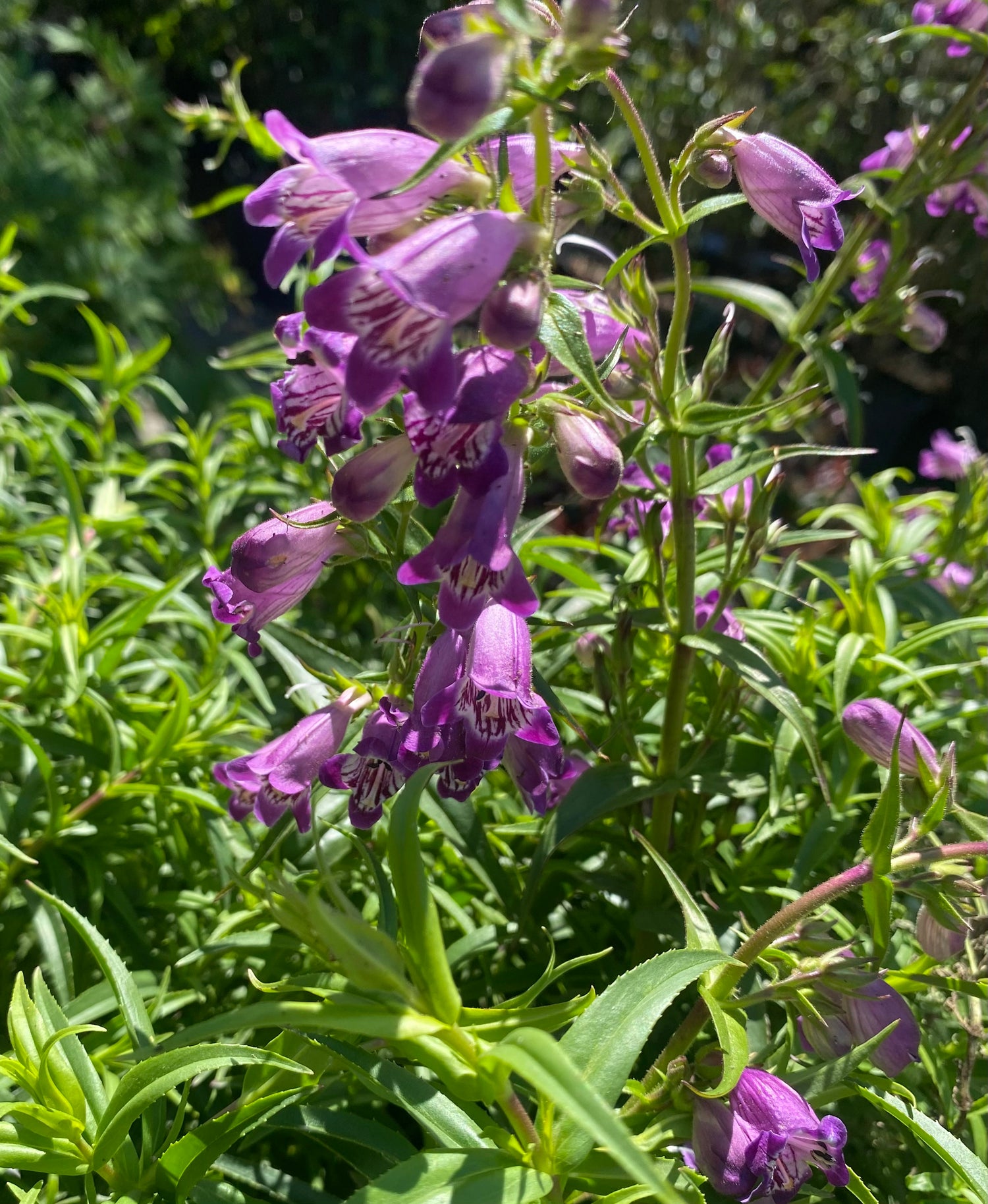 Harlequin Purple Beardtongue