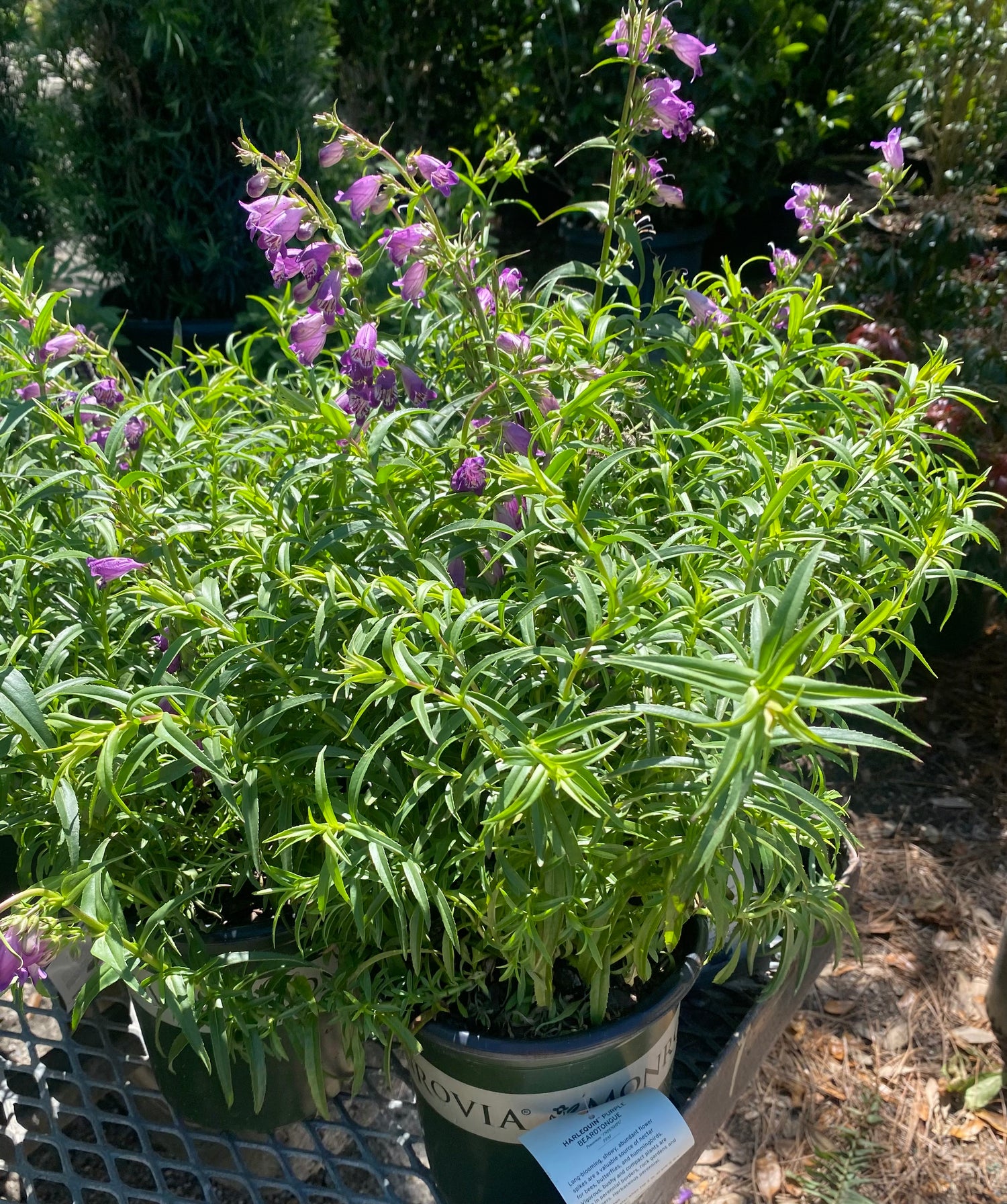 Harlequin Purple Beardtongue