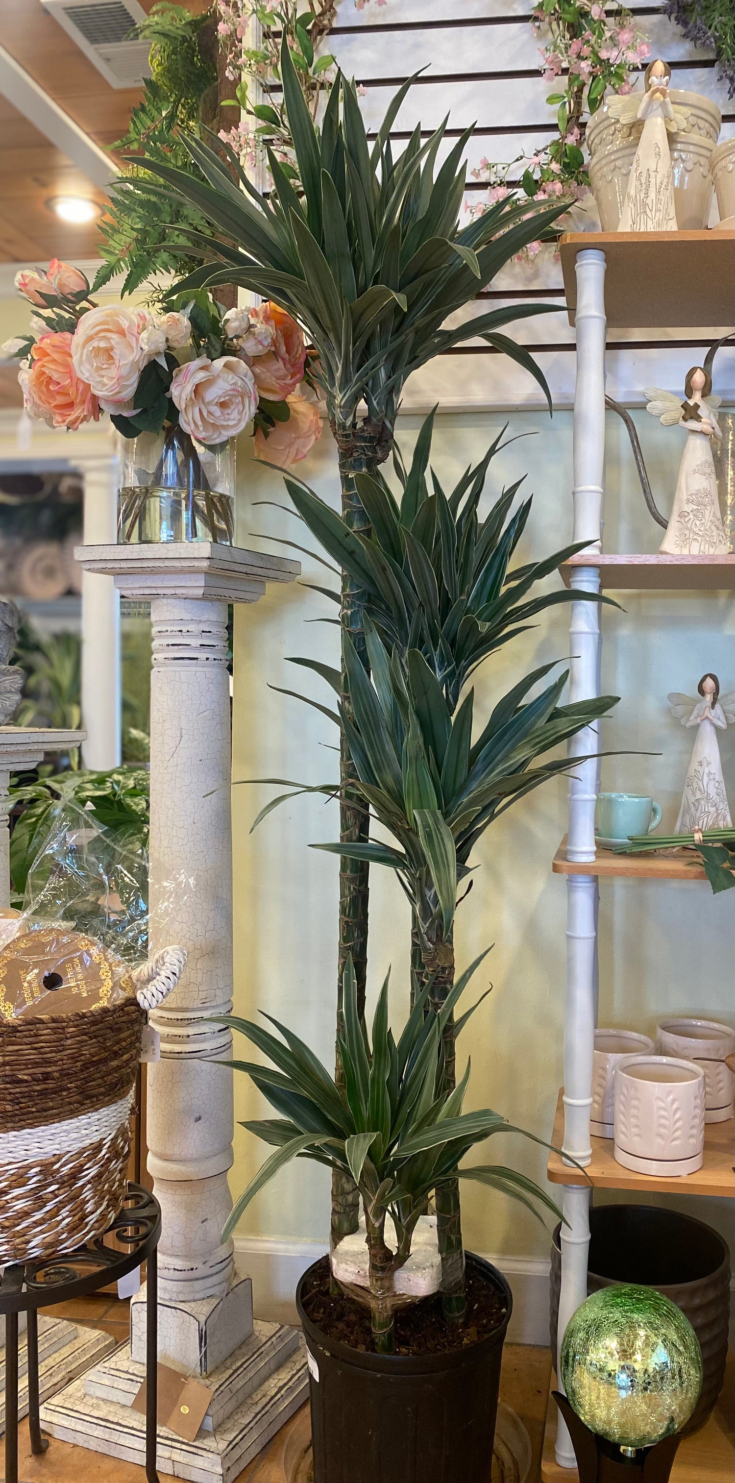 10" Jumbo Dracaena Warneckii - Potted Floor Plant