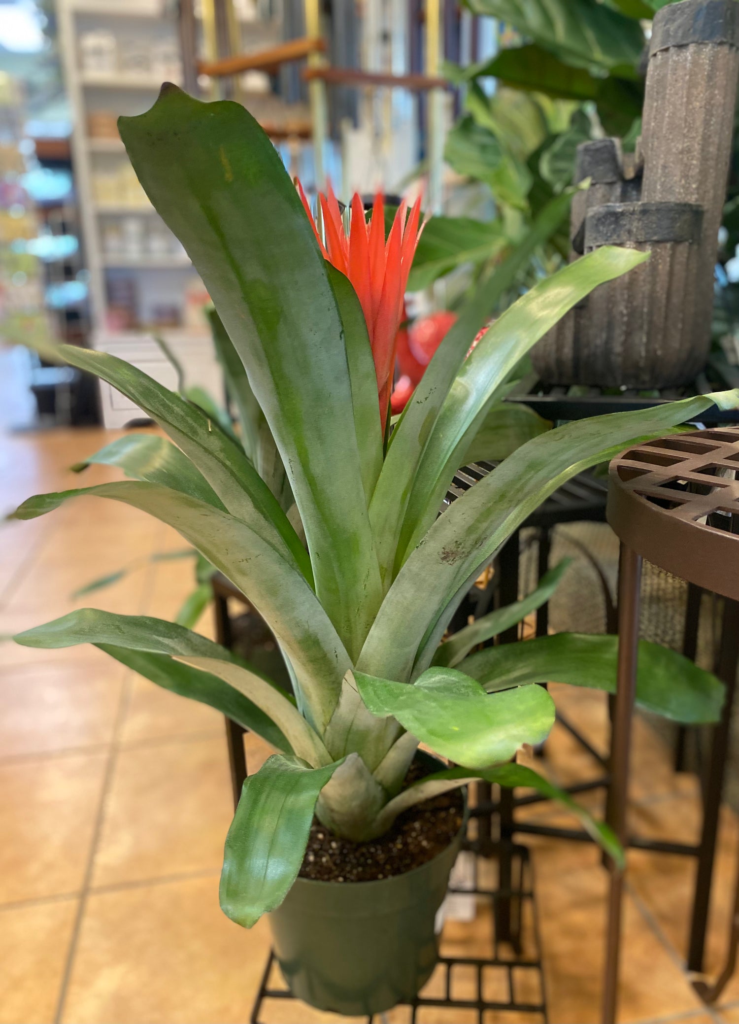 Fasciata