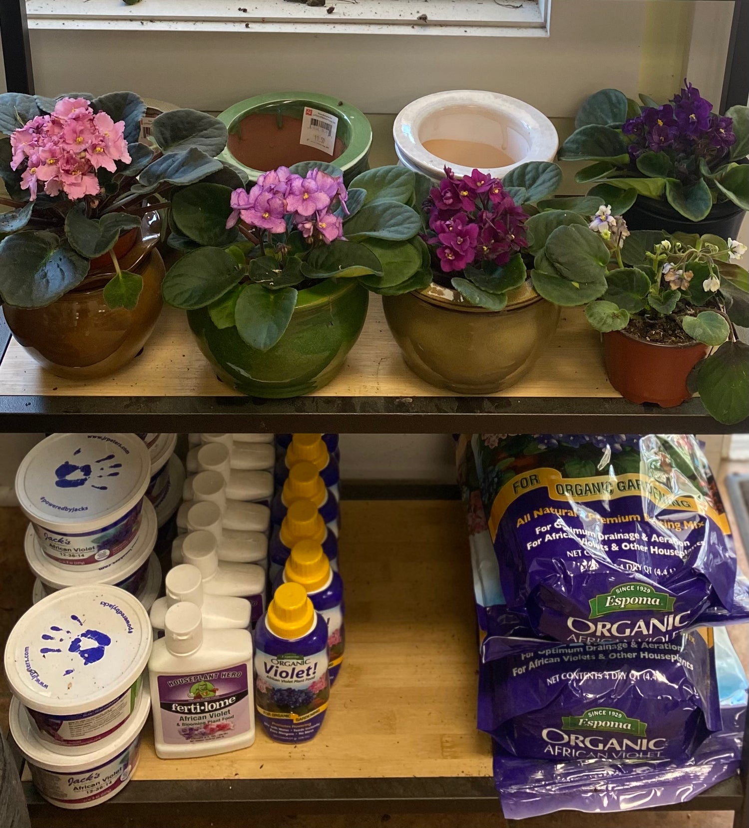 African Violet Care Essentials