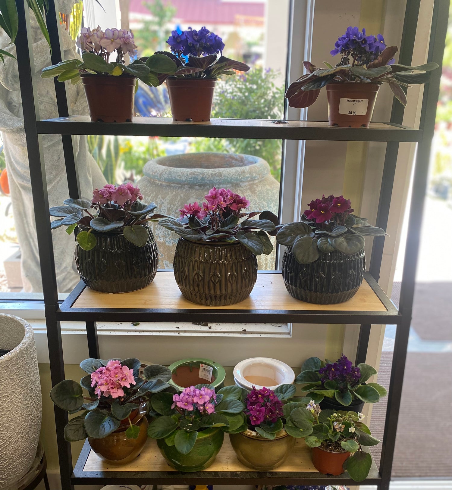 Assorted African Violets