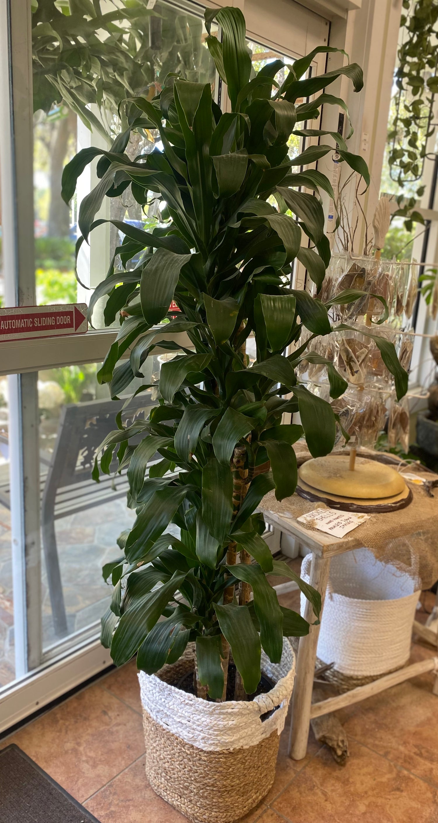 Corn Plant