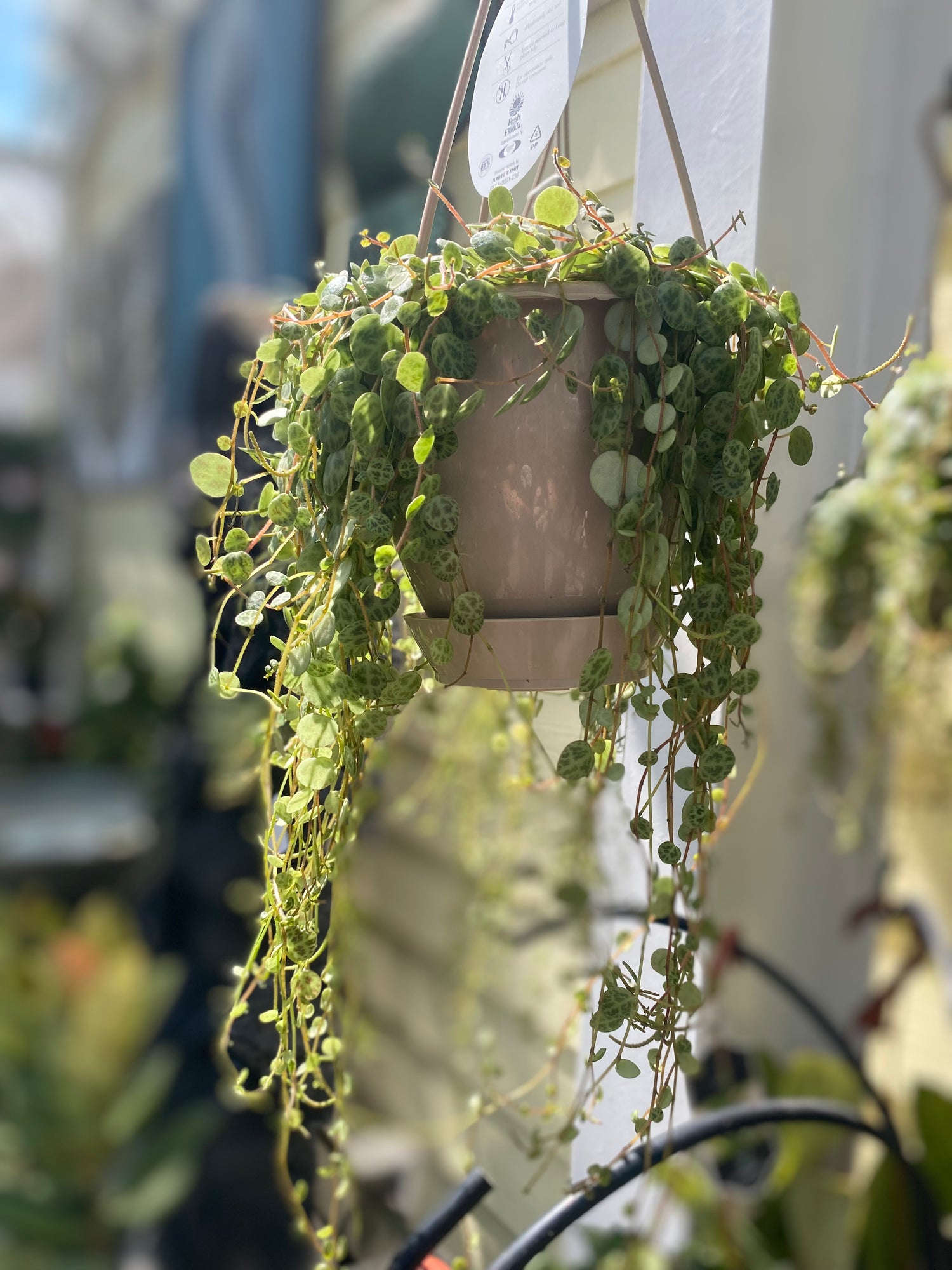 String of Turtles (Peperomia Prostrata)