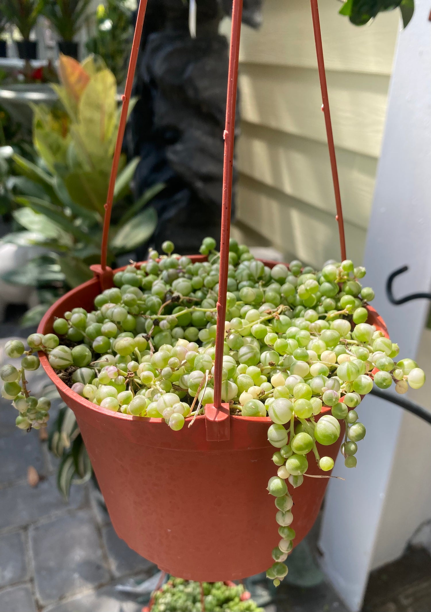 String of Pearls