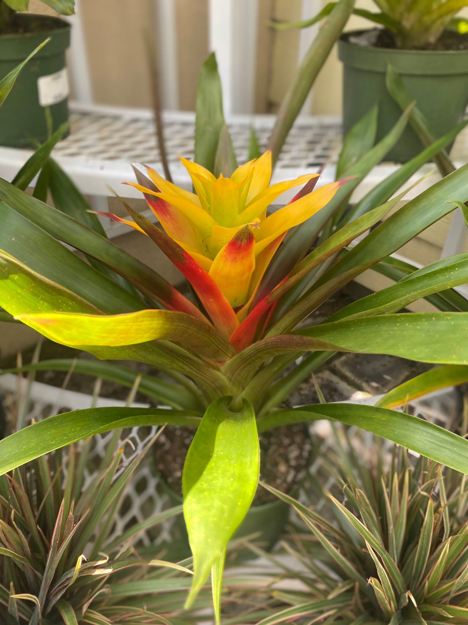 Guzmania 6"