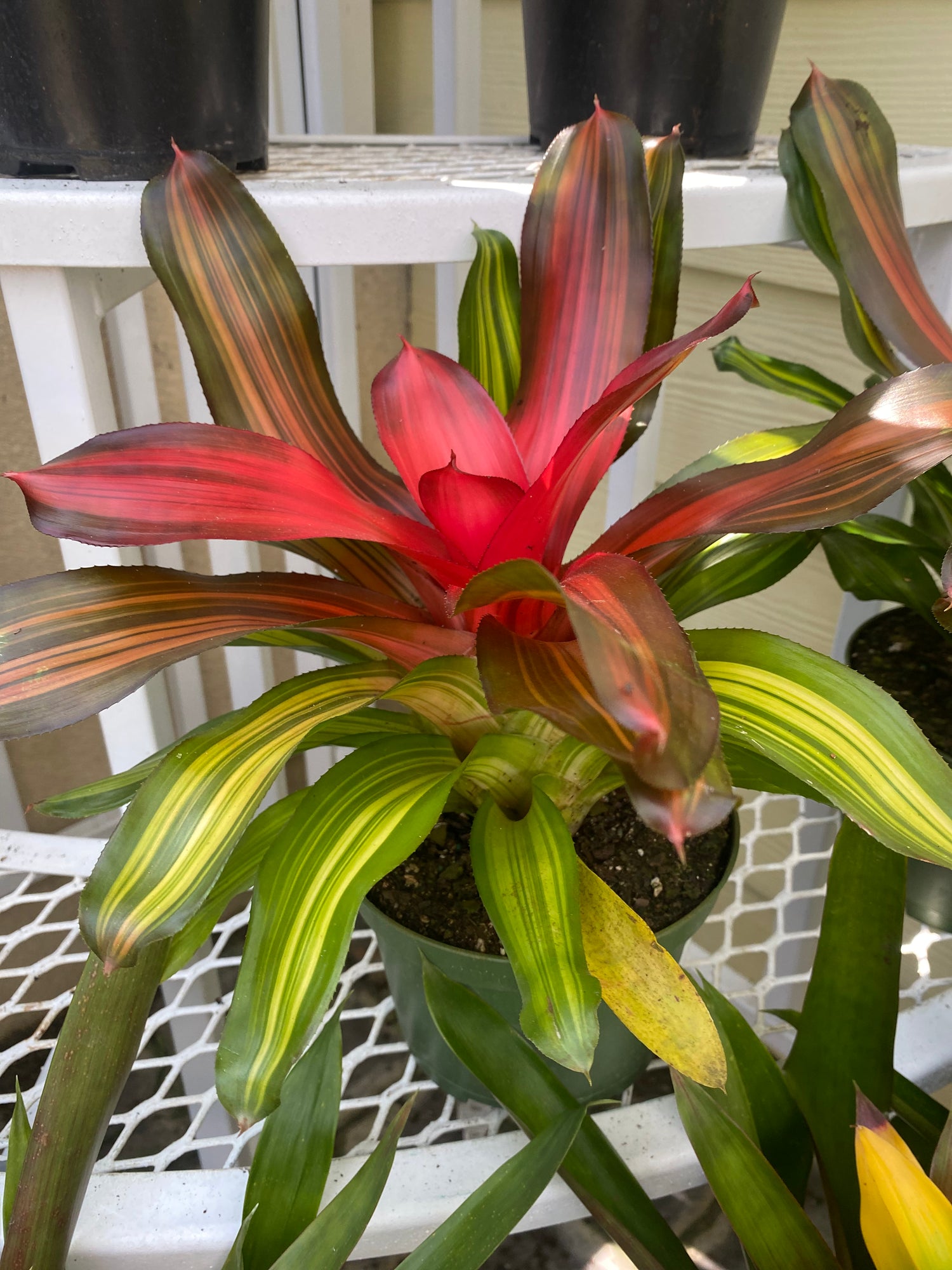 Guzmania 6"