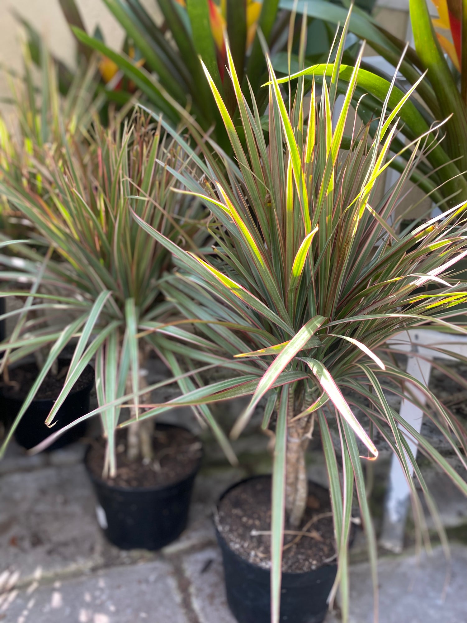 Bicolor Braid (Madagascar Dragon Tree)