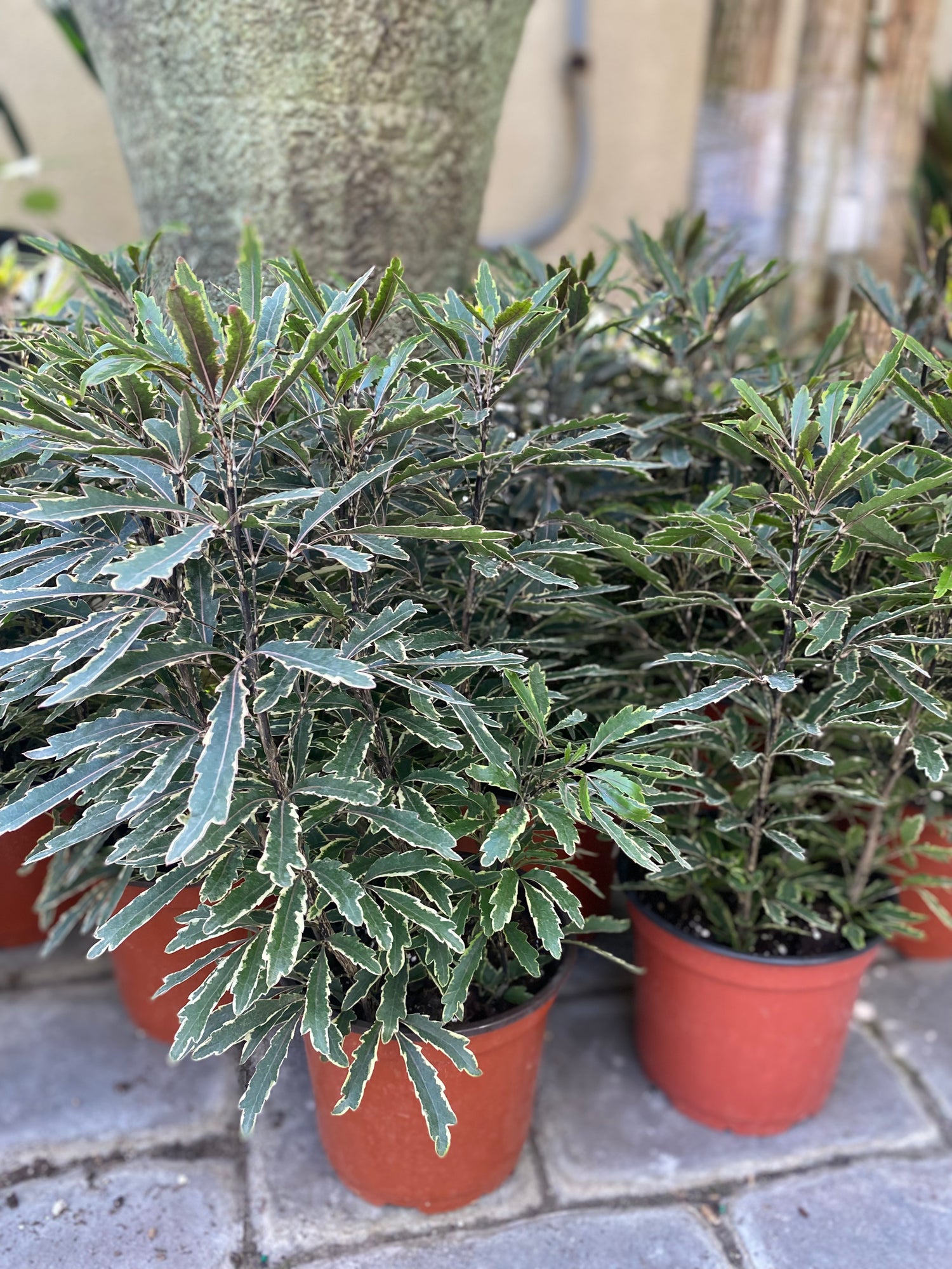 Elegantissima Variegated