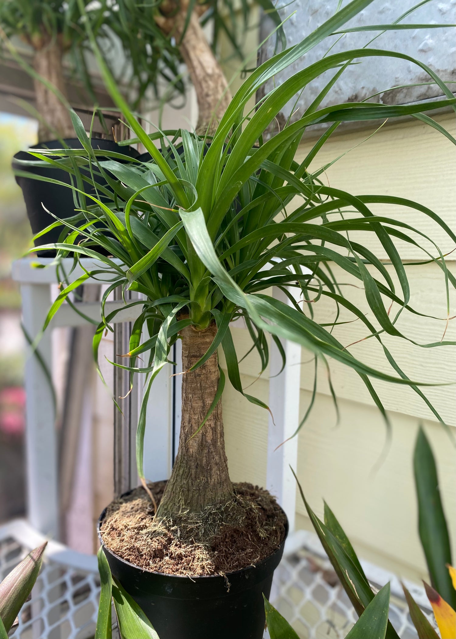 Ponytail Palm