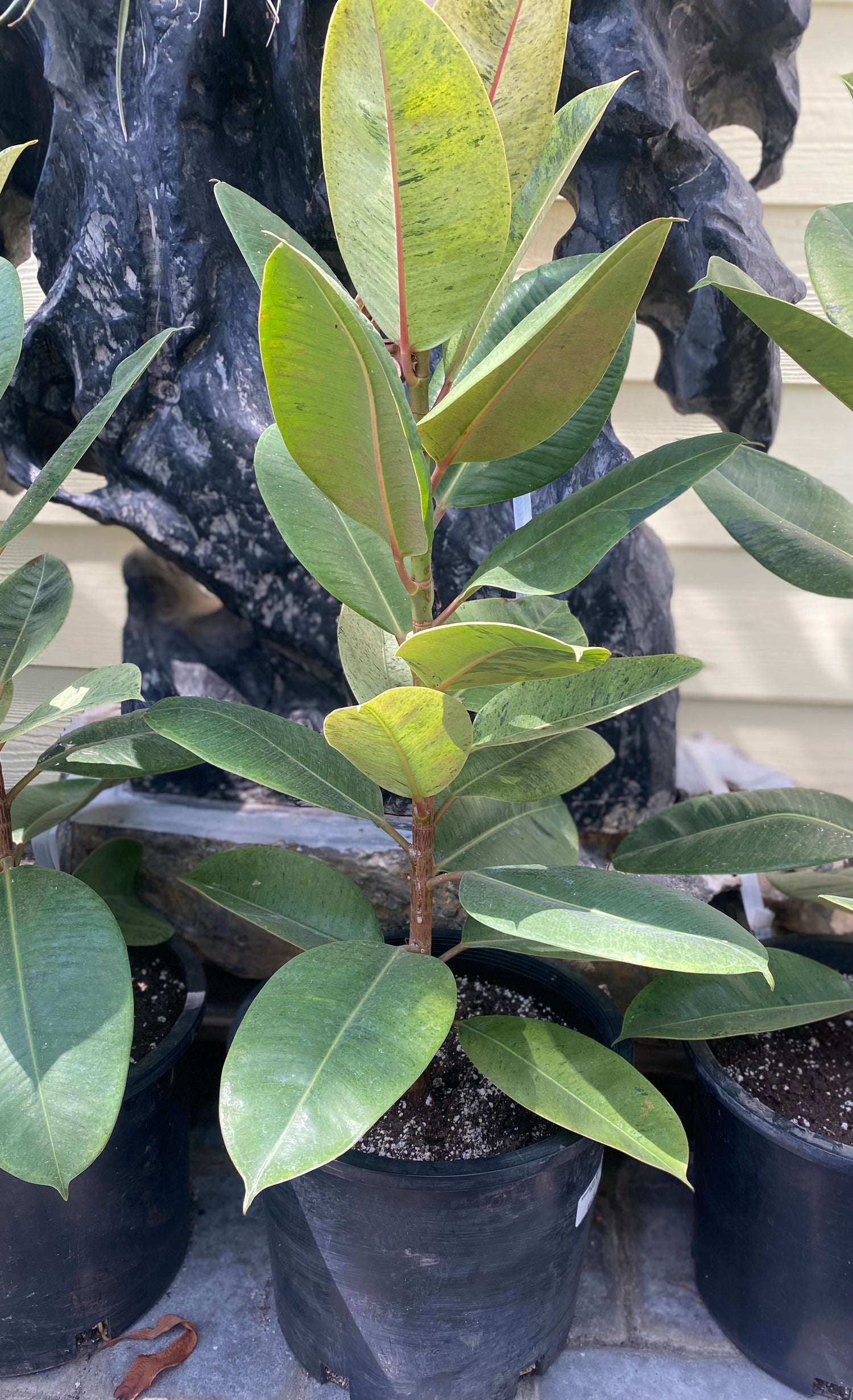 Moonshine Rubber Plant (Shivereana Moonshine Ficus)