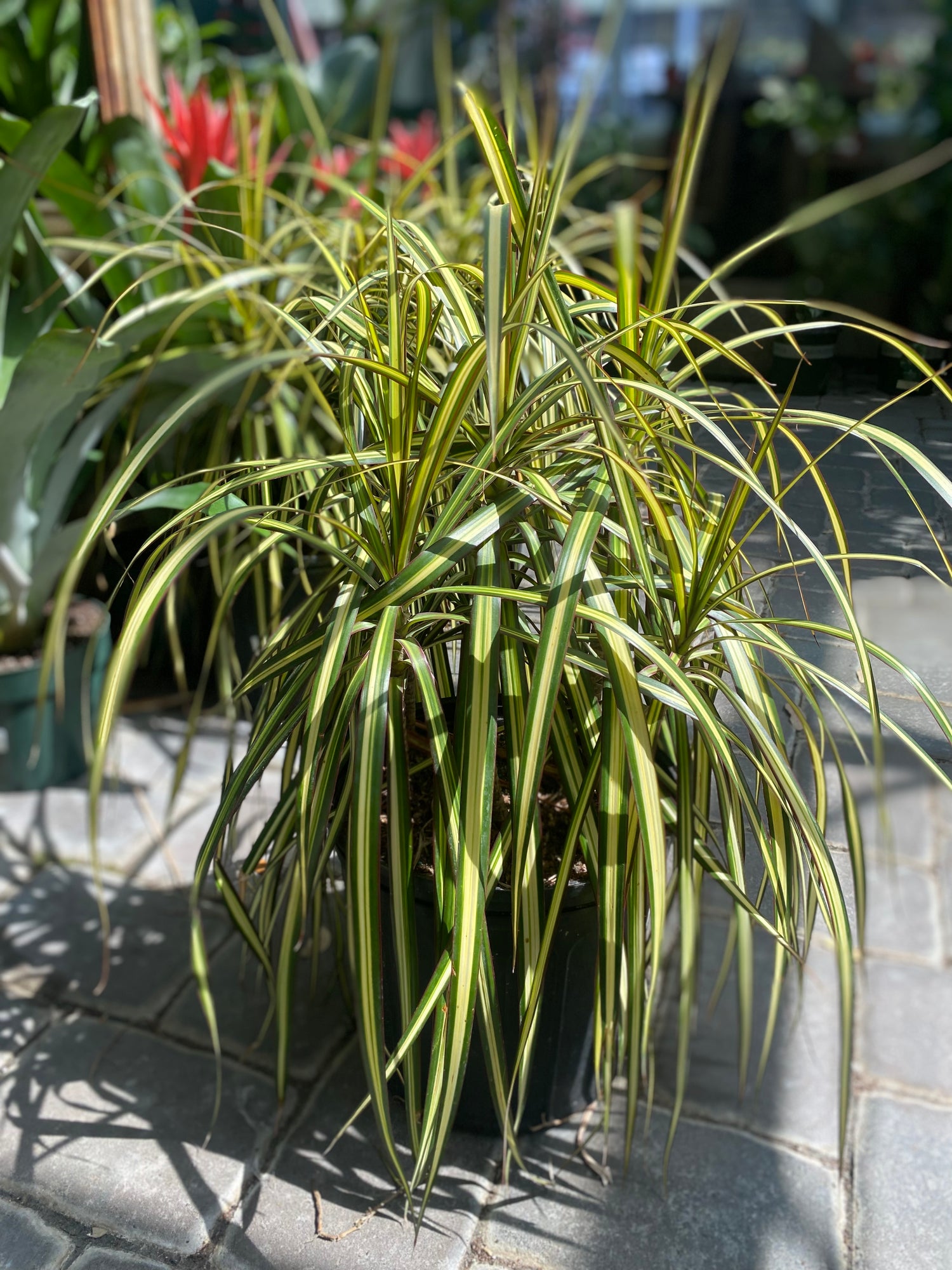 Kiwi Bush