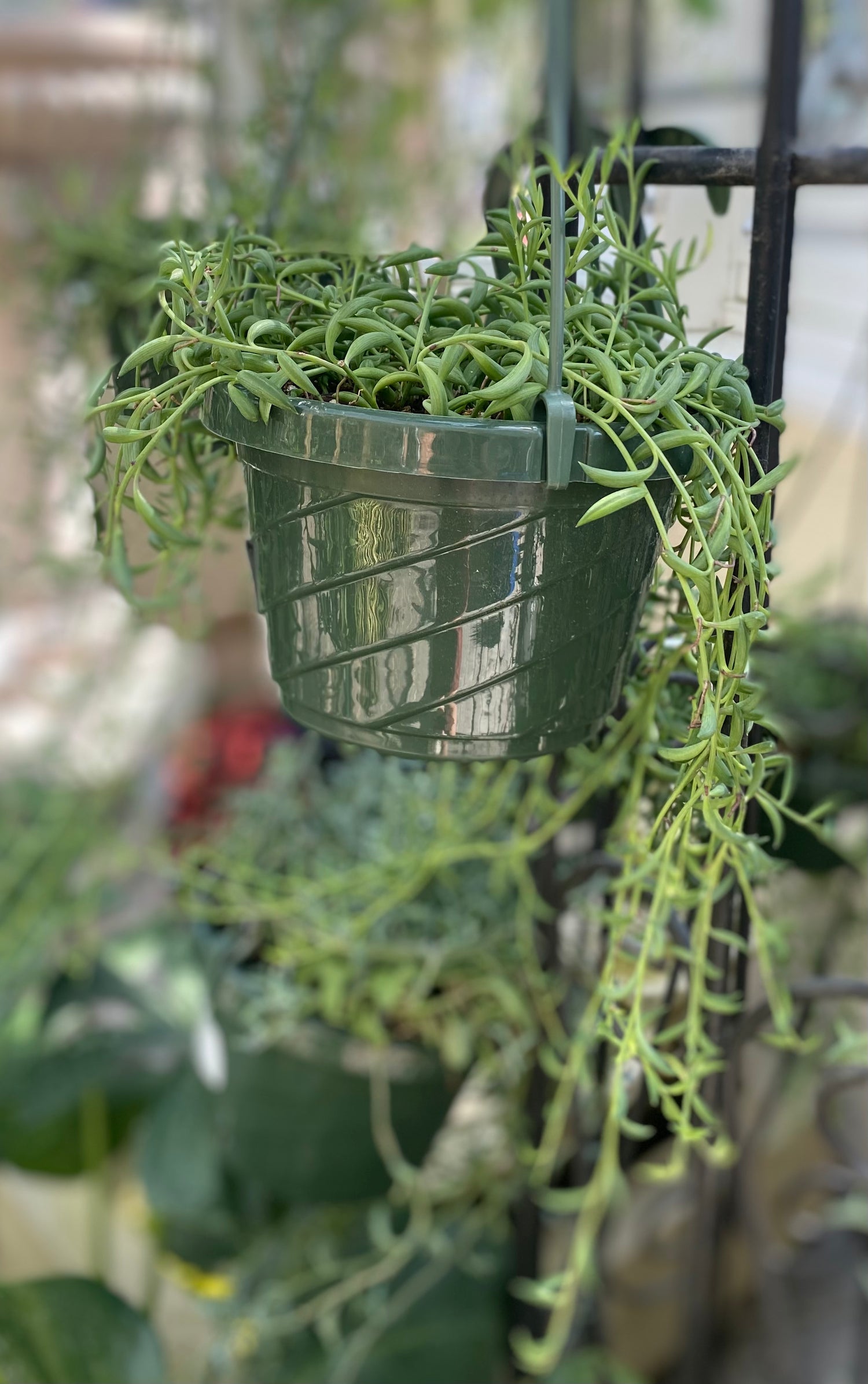 String of Dolphins 6"