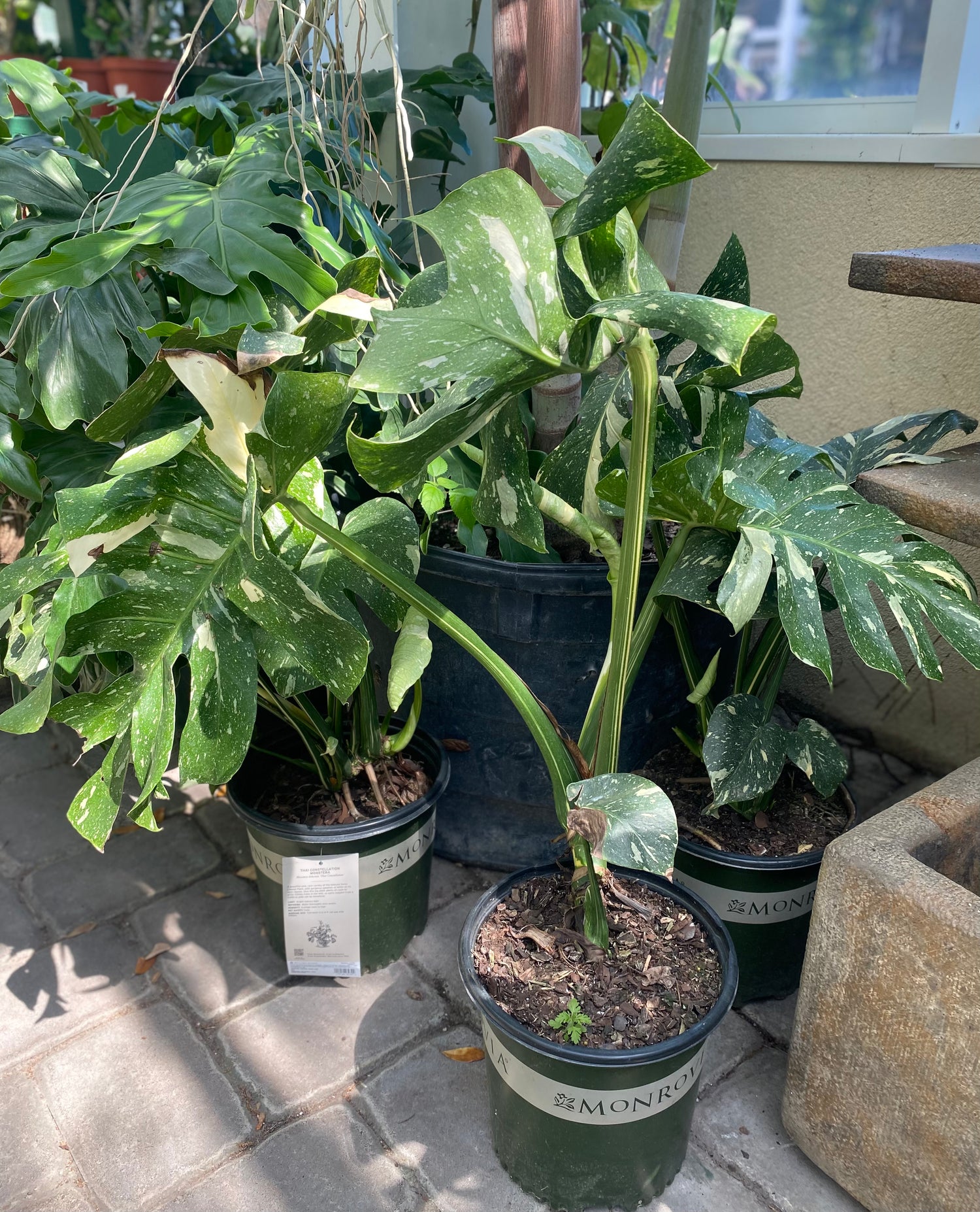 Thai Constellation Monstera