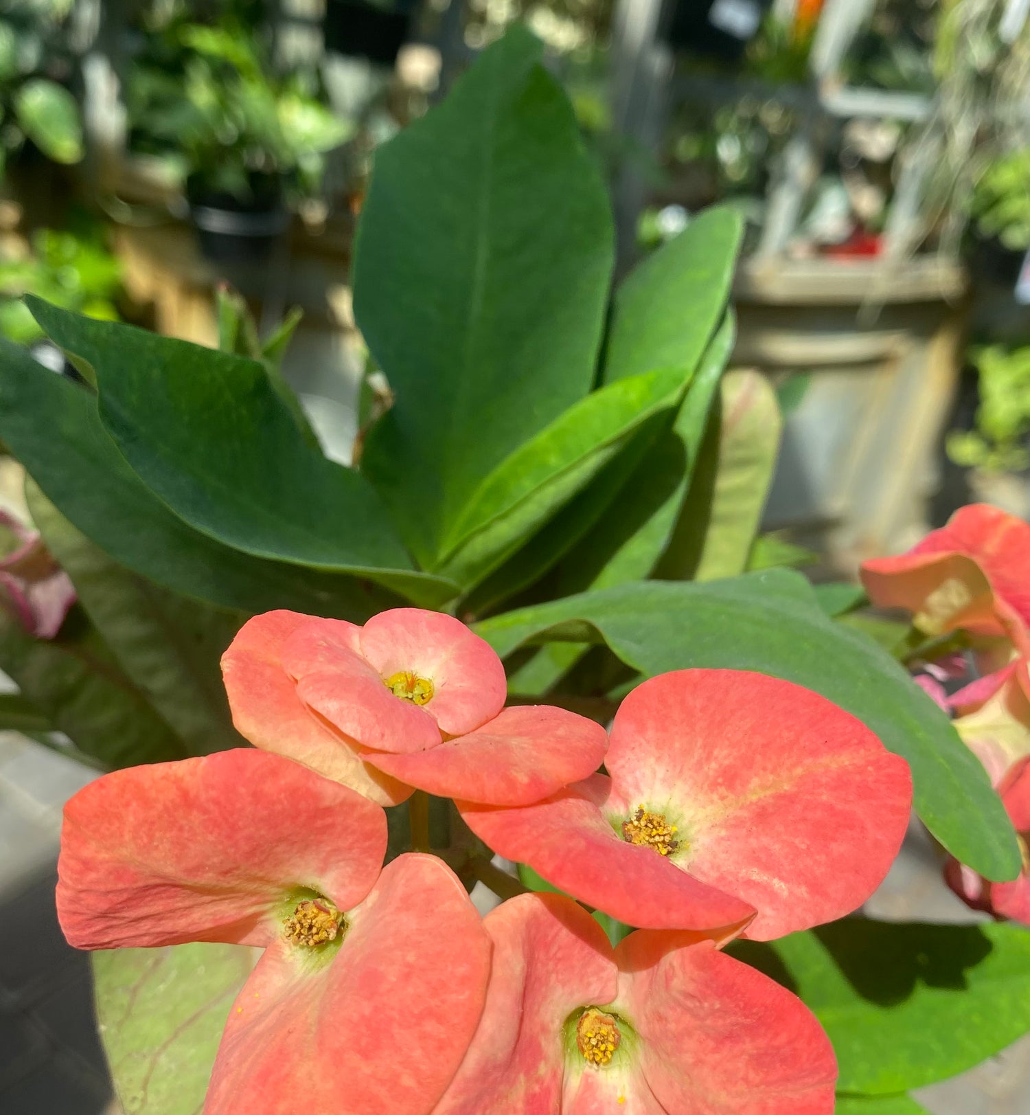 Crown of Thorns