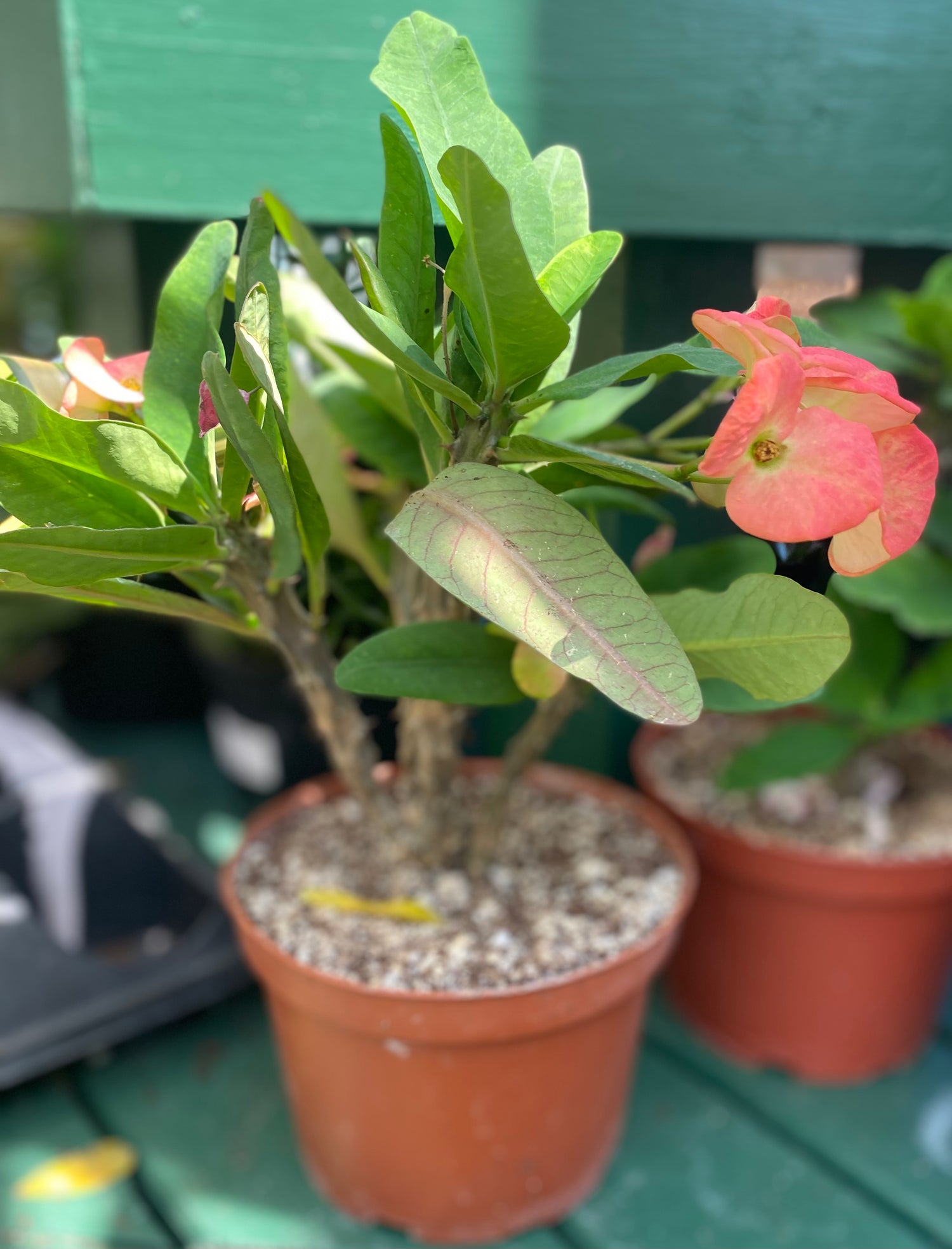 Crown of Thorns