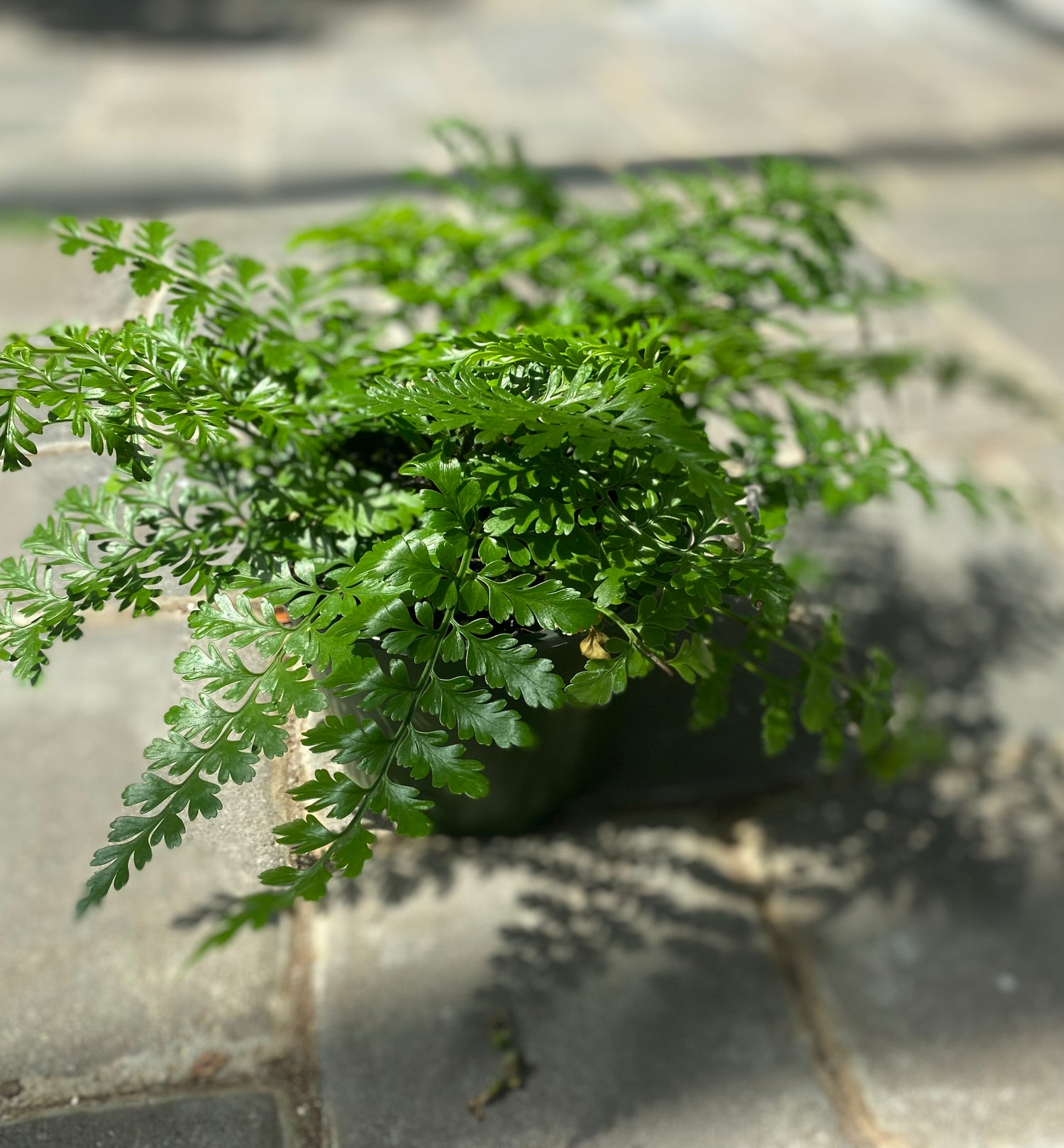 Austral Gem Fern