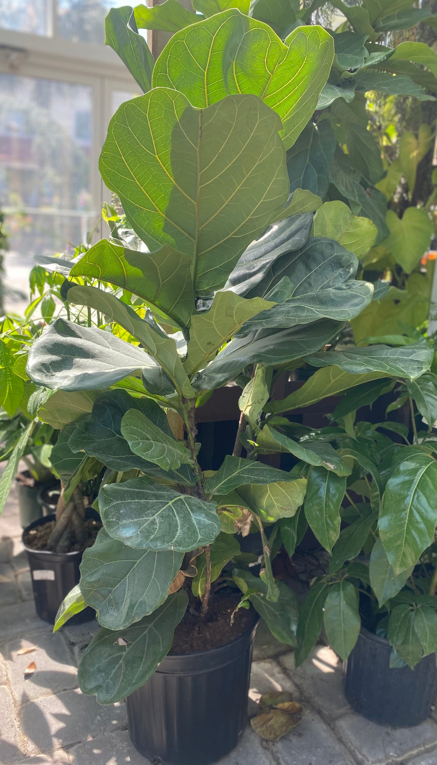 Lyrata Bush (Fiddle Leaf Fig Bush)
