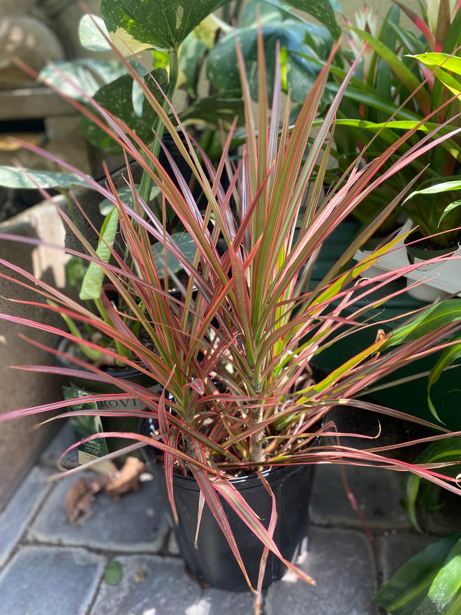 Dracaena Colorama Bush
