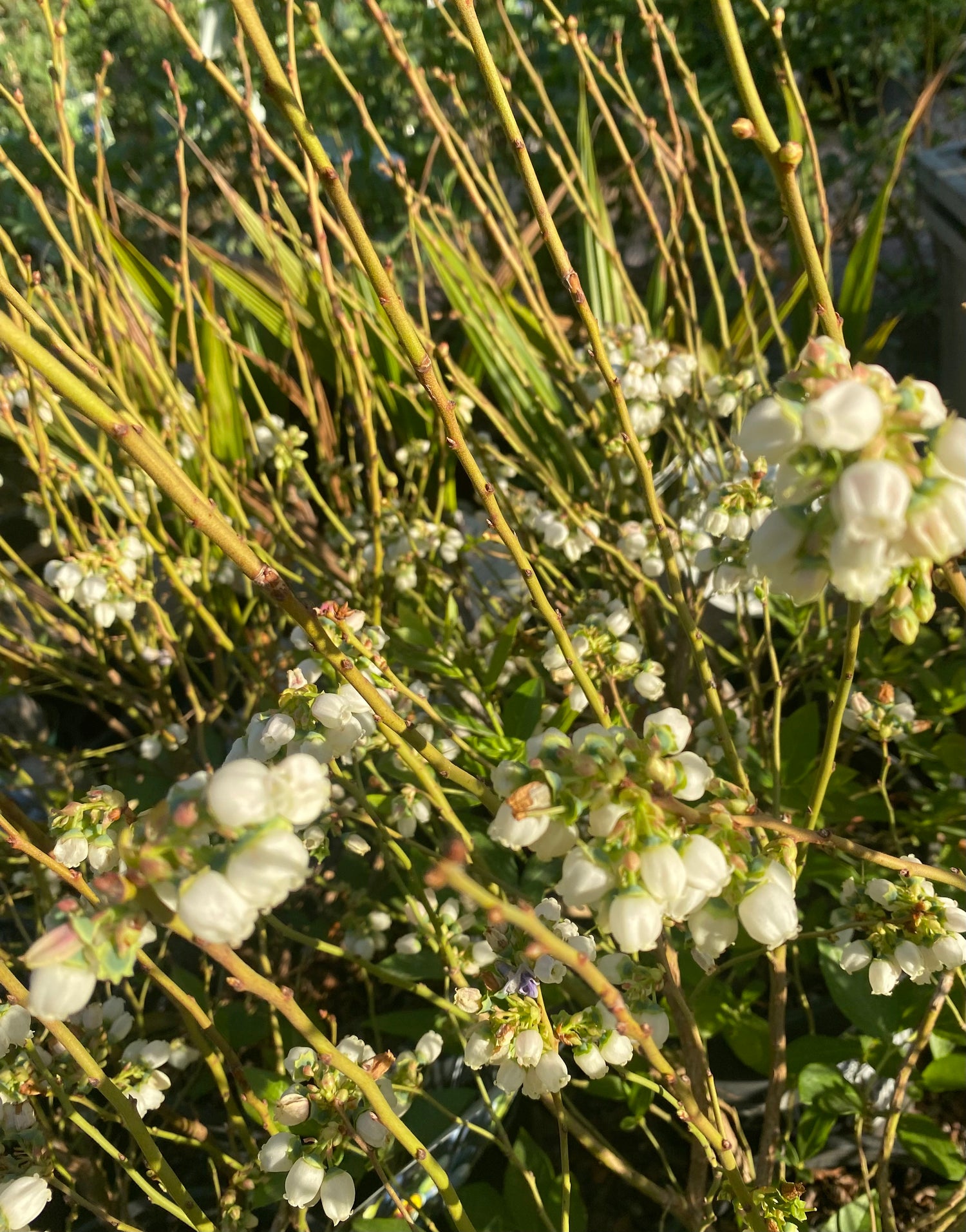 Duke Blueberry