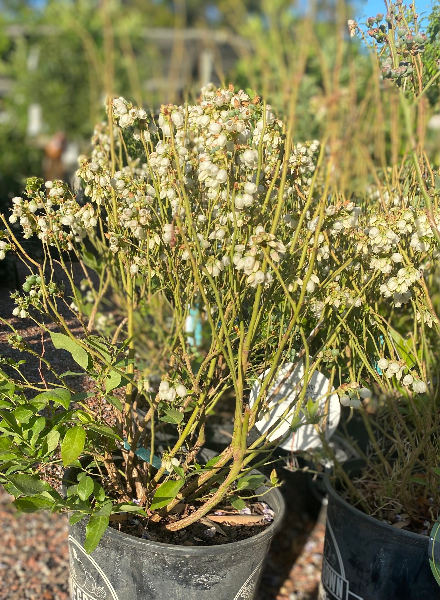 Duke Blueberry