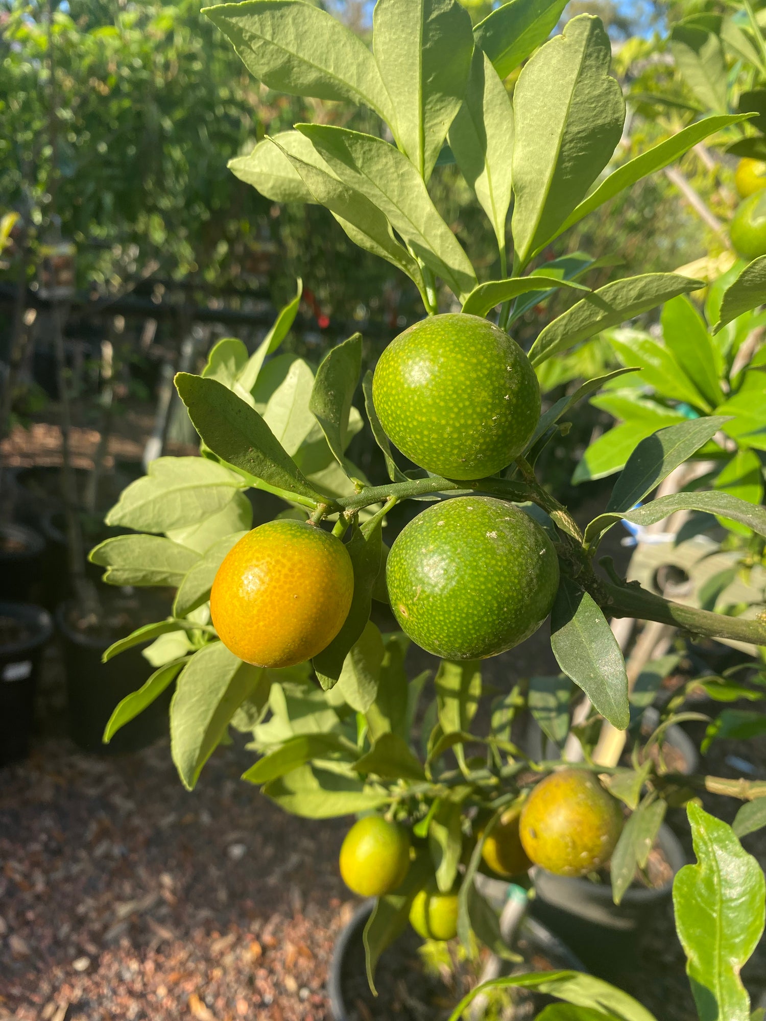 Kumquat Citrus Tree