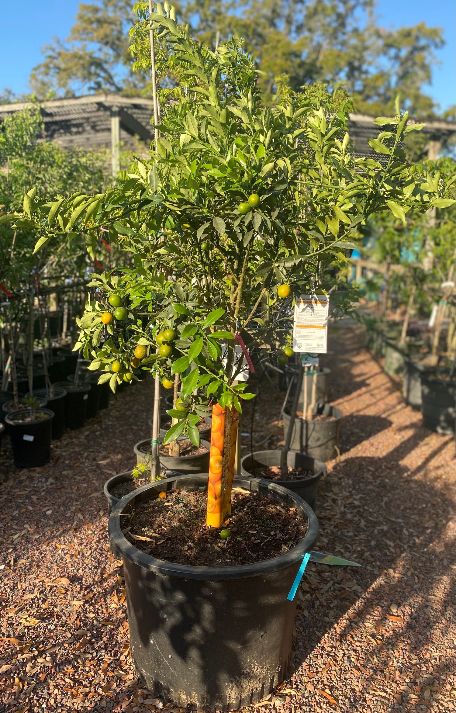 Kumquat Citrus Tree