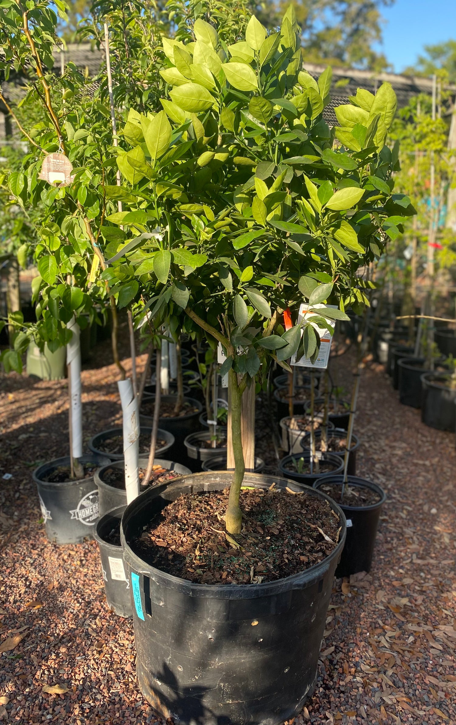 Orange Citrus Tree