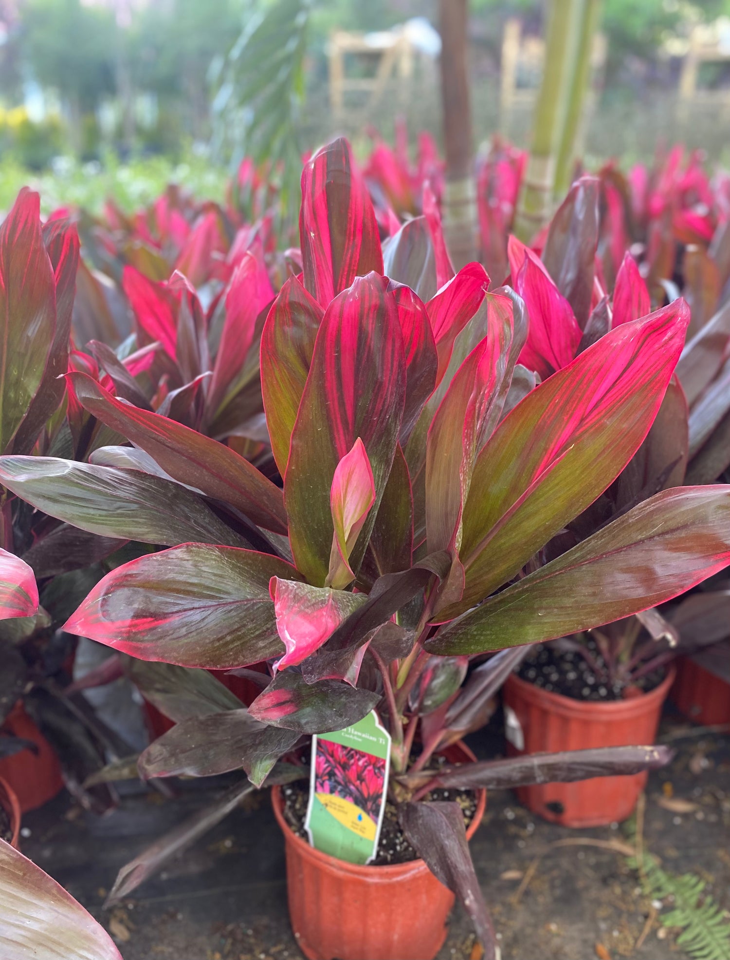Hawaiian Ti - Cordyline
