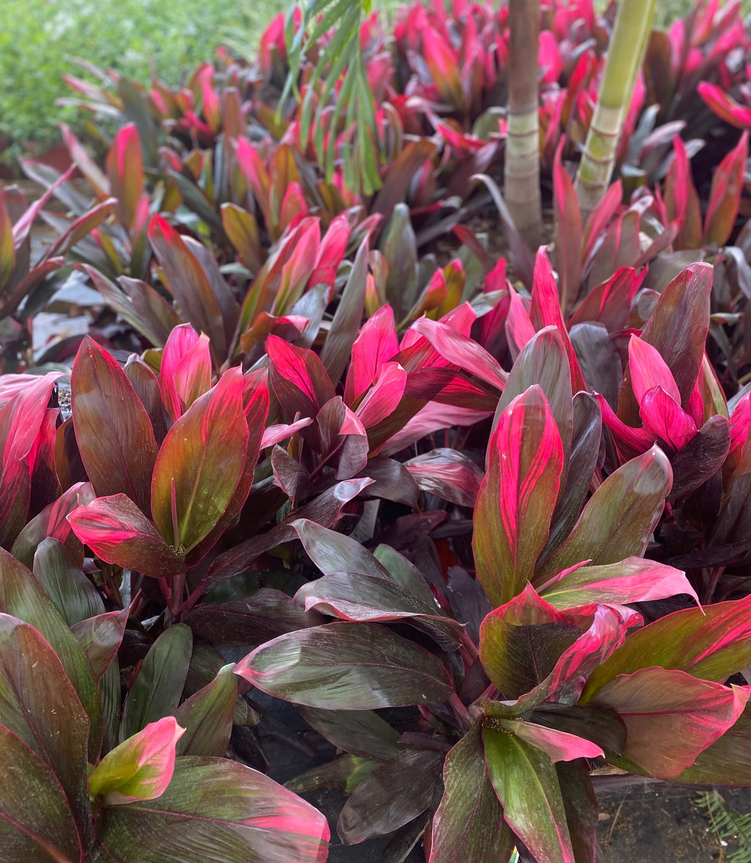Hawaiian Ti - Cordyline