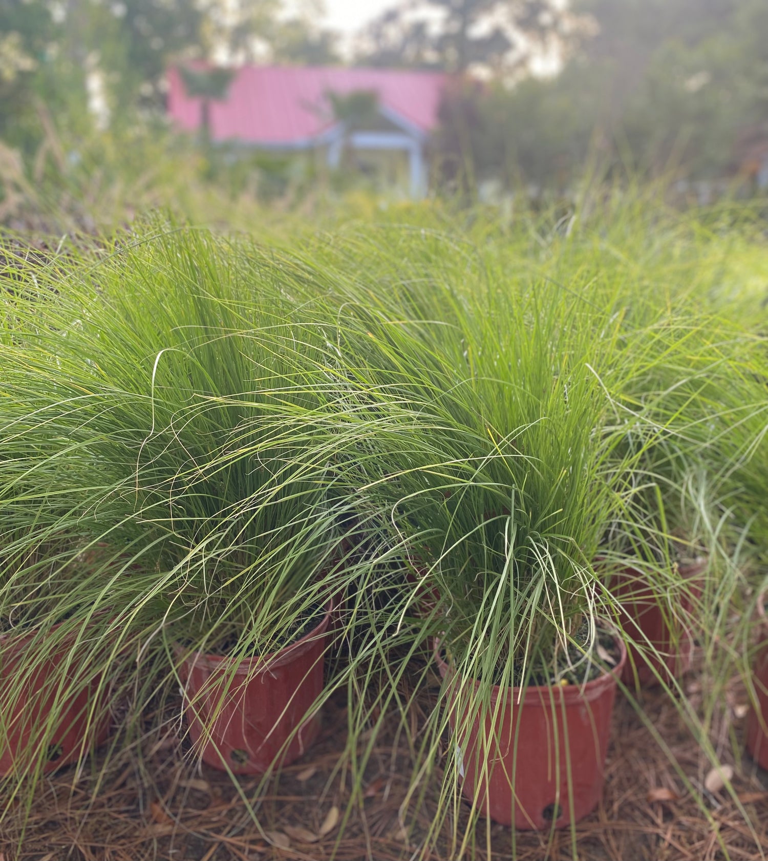 White Fountain Grass