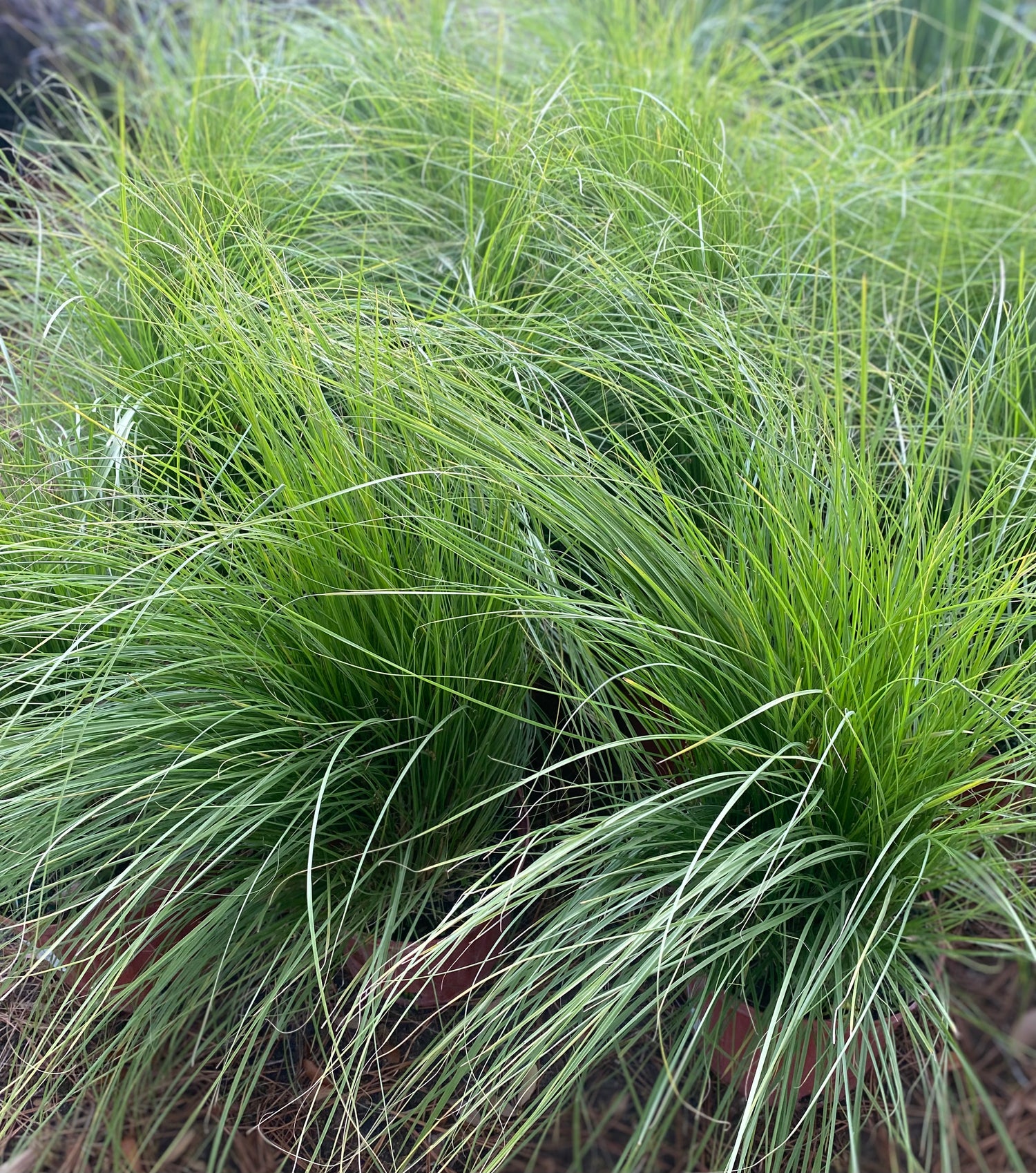 White Fountain Grass