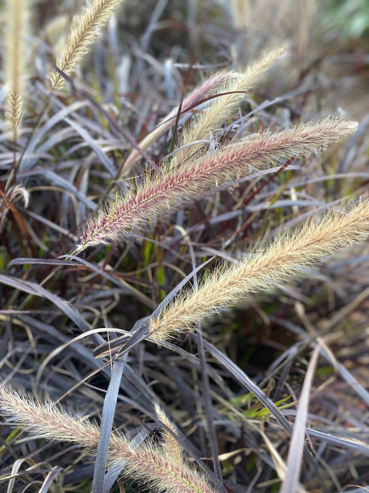 Red Fountain Grass