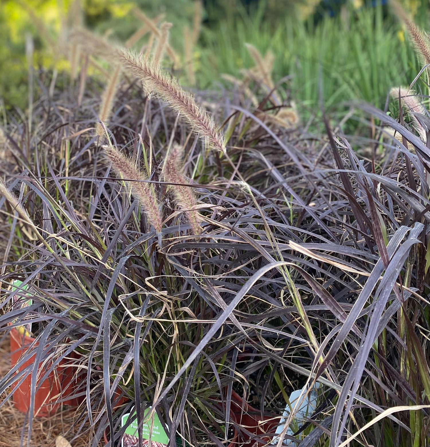 Red Fountain Grass
