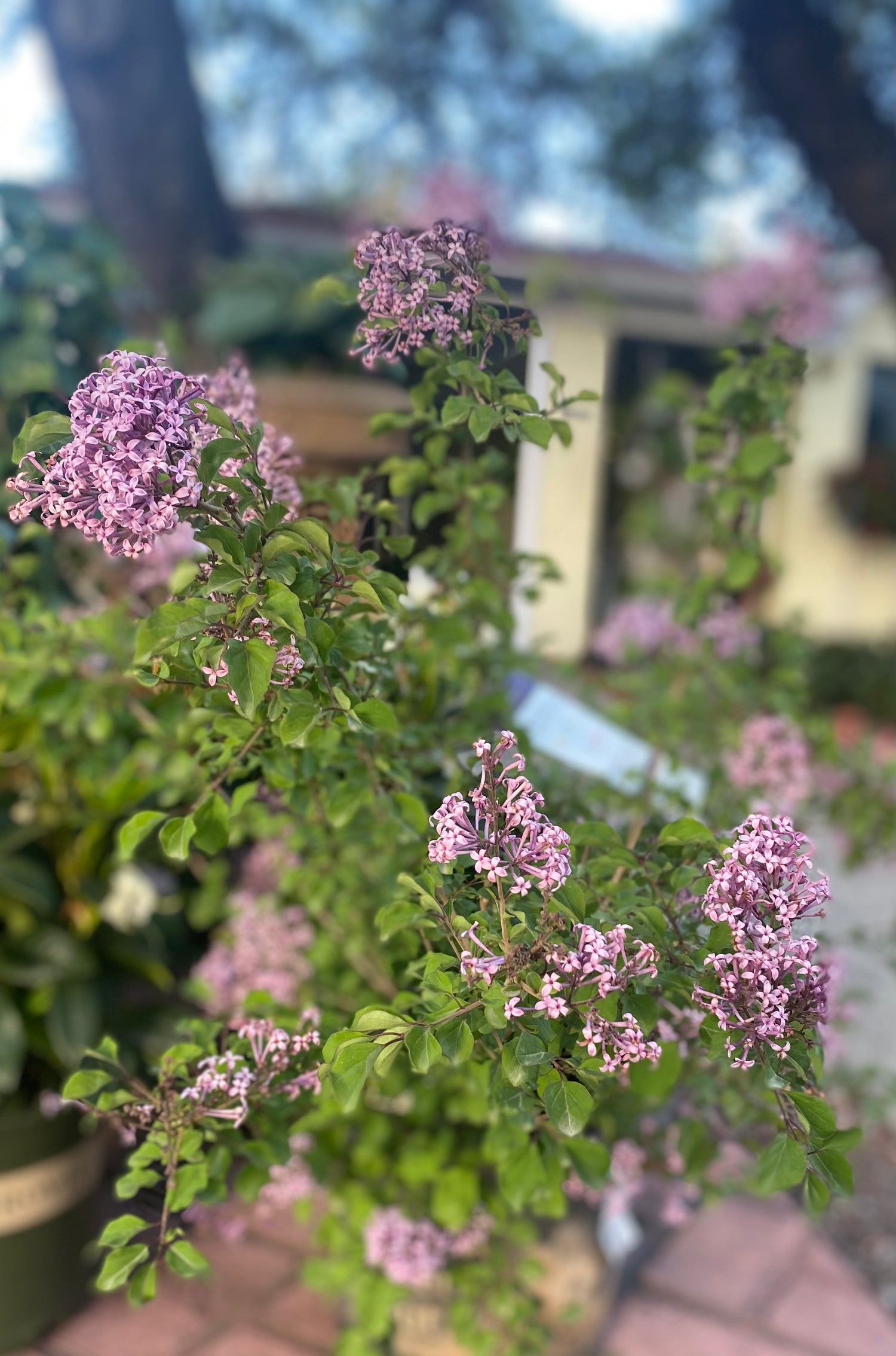 Crimson Doll Lilac Shrub