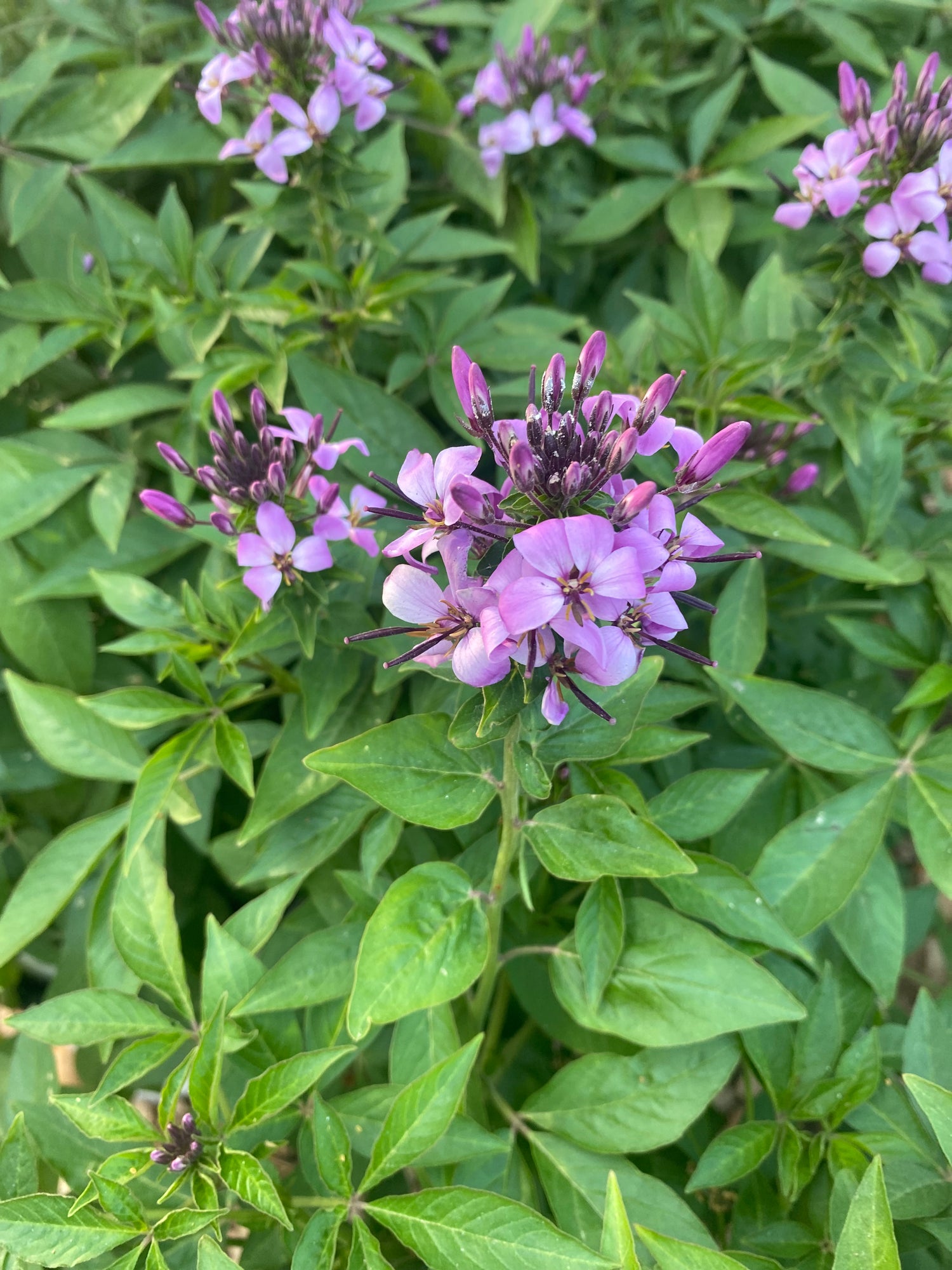 Cleome - Purple