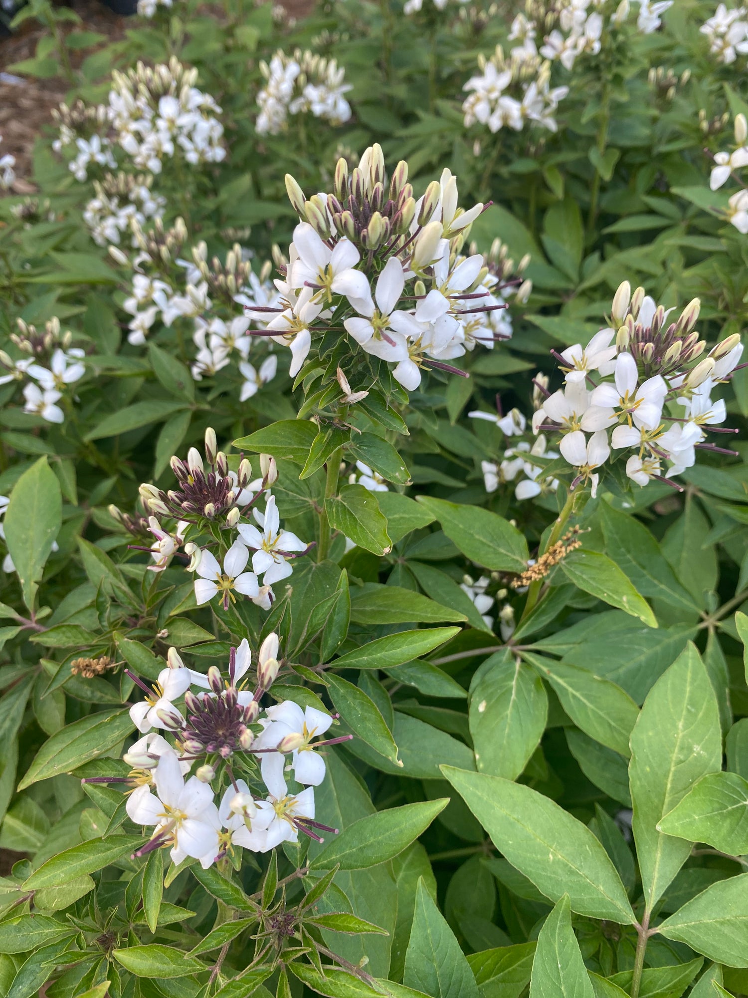 Cleome - White