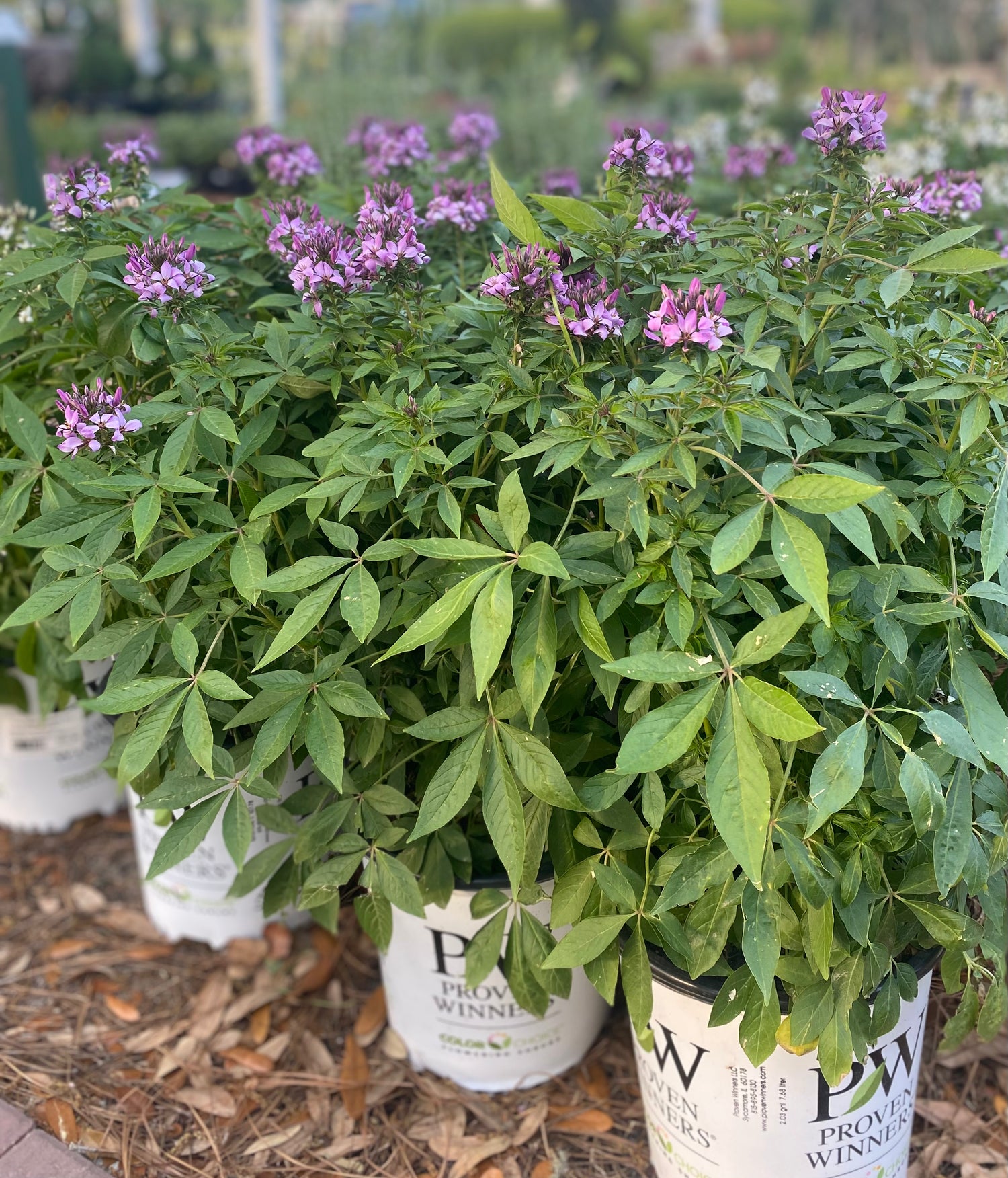 Cleome - Purple
