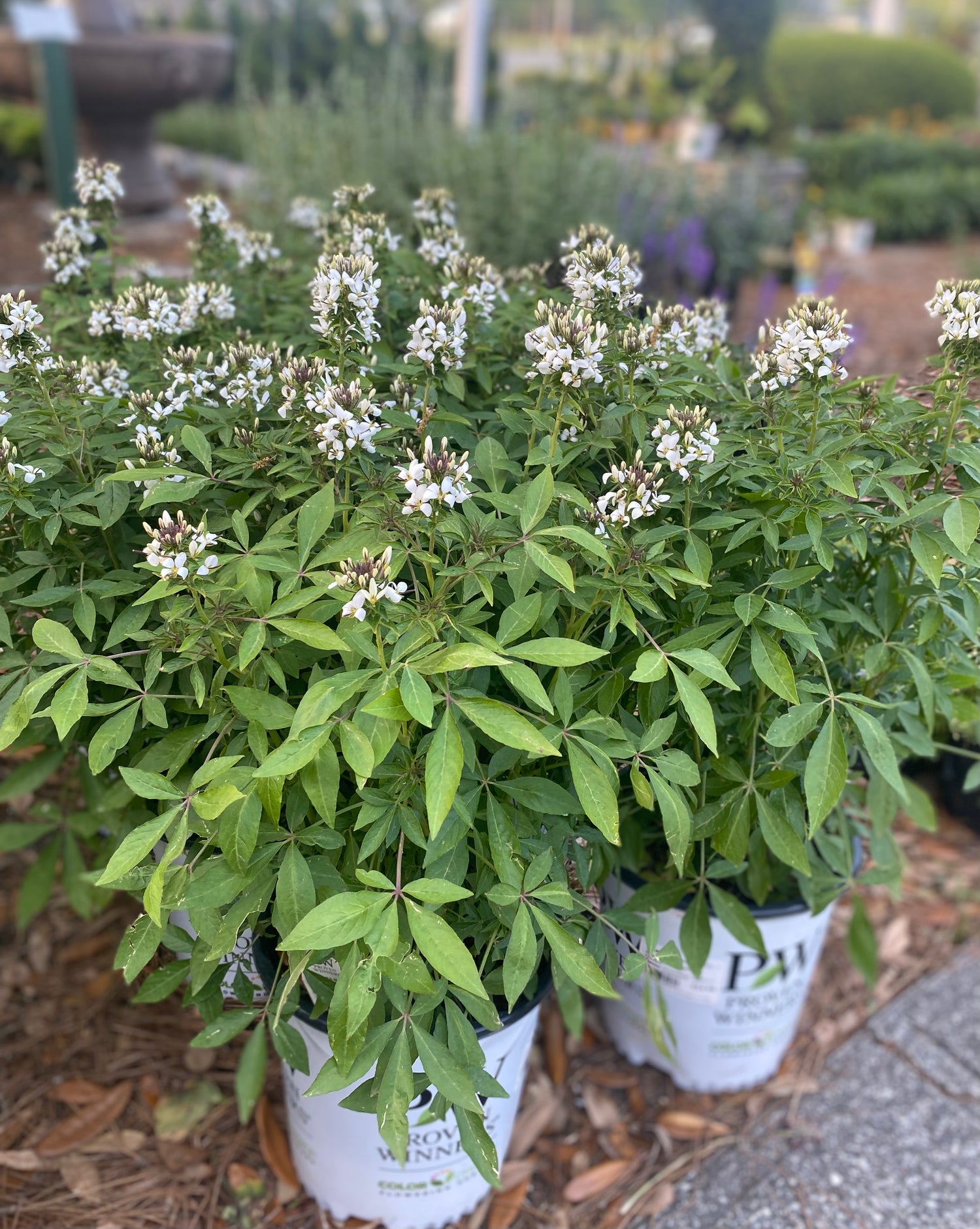 Cleome - White