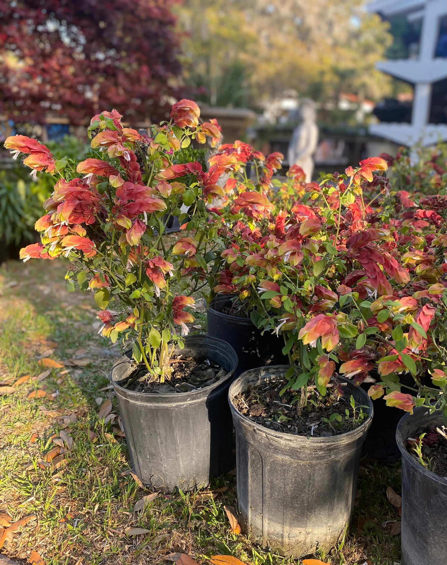 Red Shrimp Plant