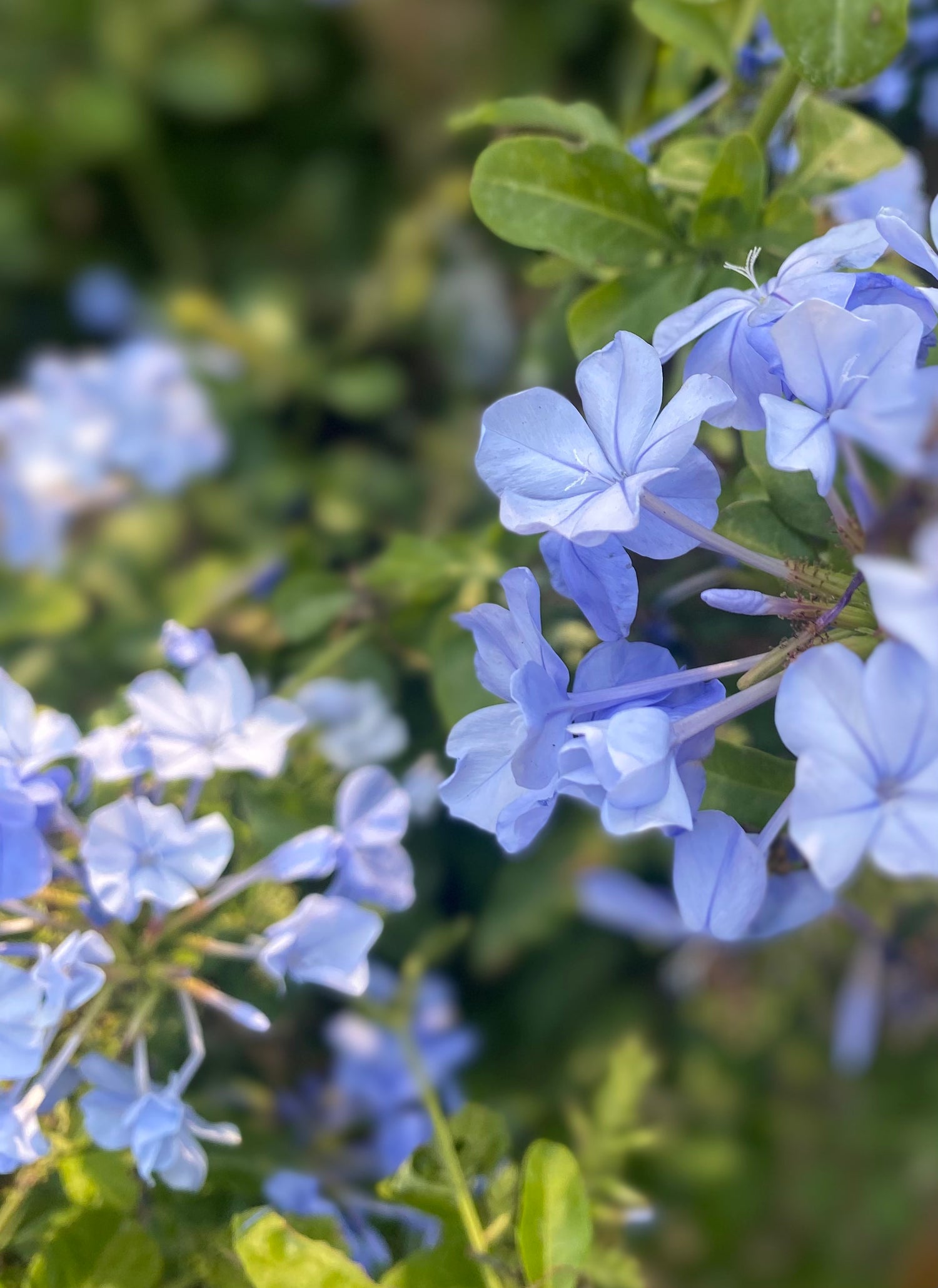 Plumbago