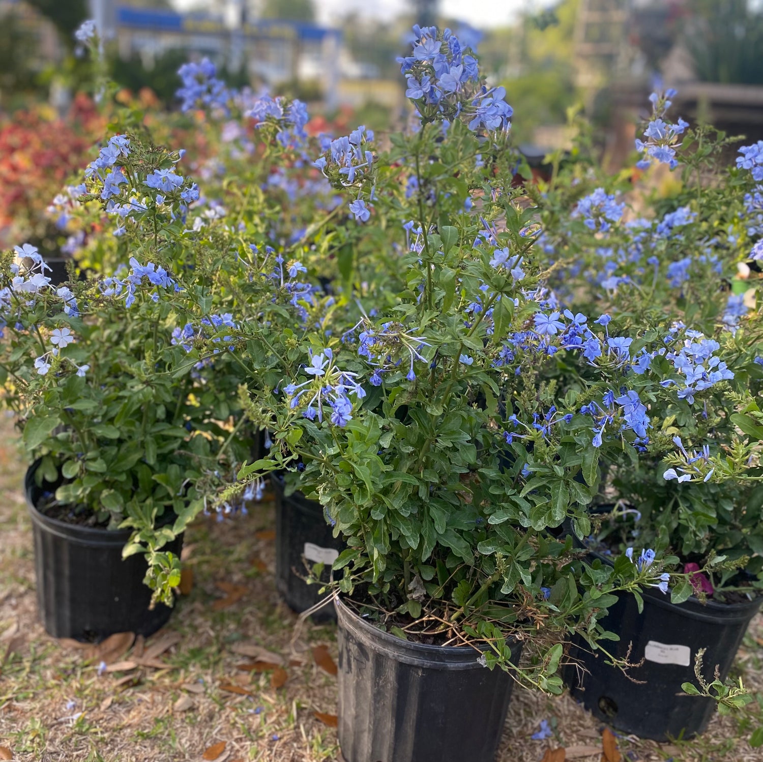 Plumbago