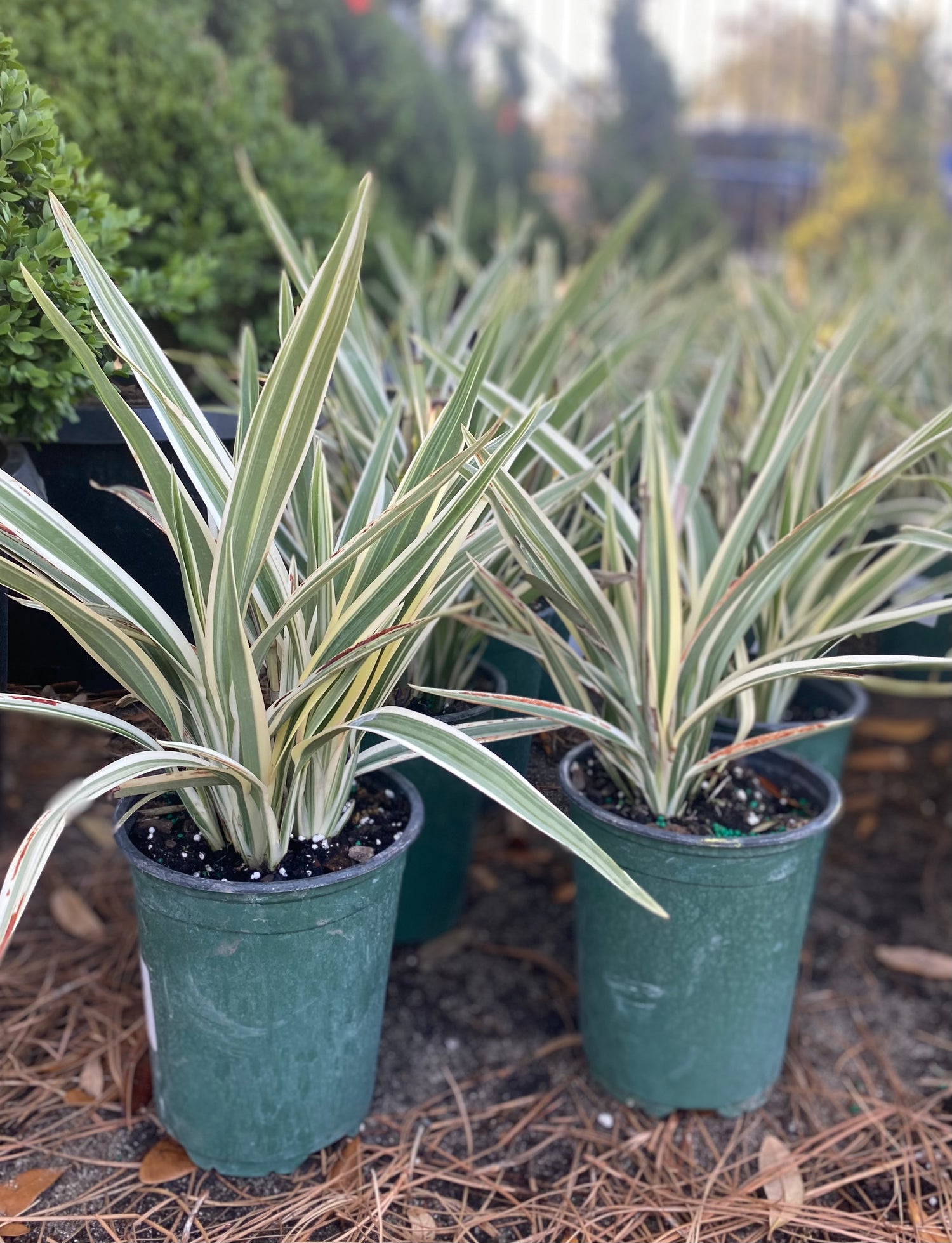 Dianela Flax Lily