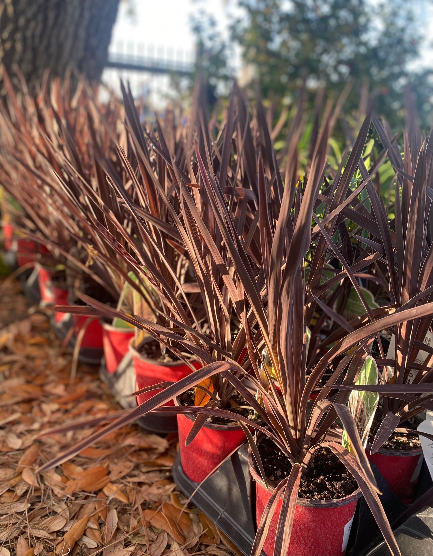 Red Sensation Cordyline