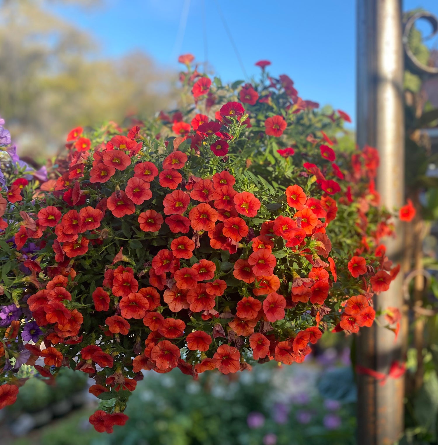 Fiery Orange Calibrachoa Hanging Basket