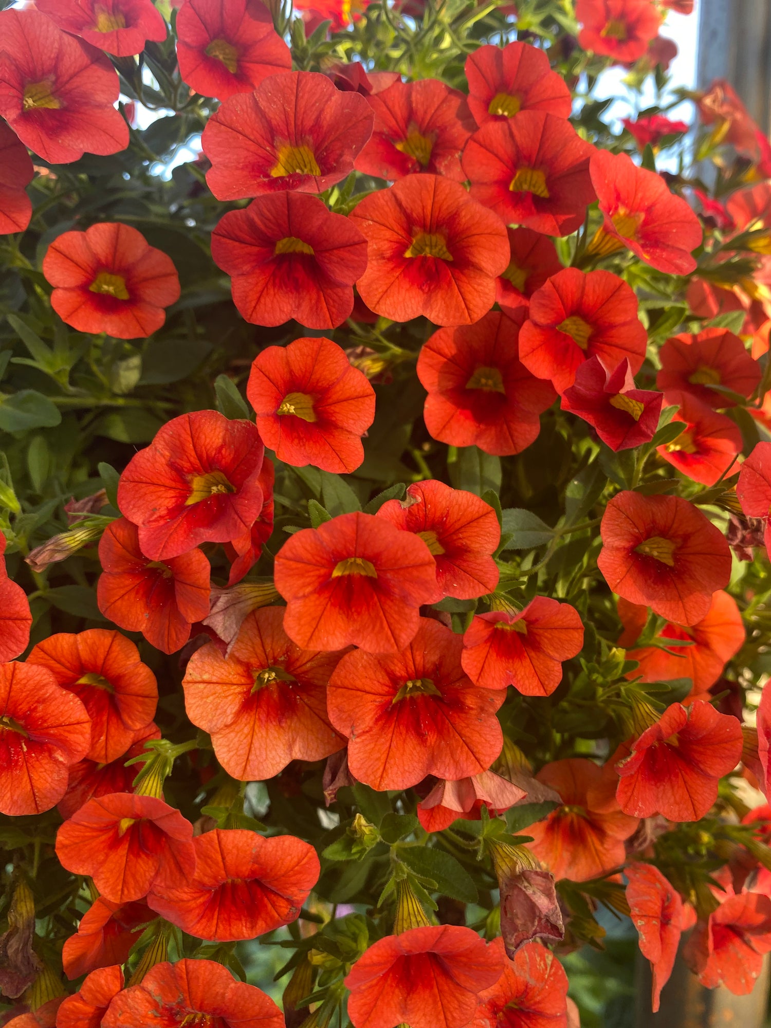 Fiery Orange Calibrachoa Hanging Basket