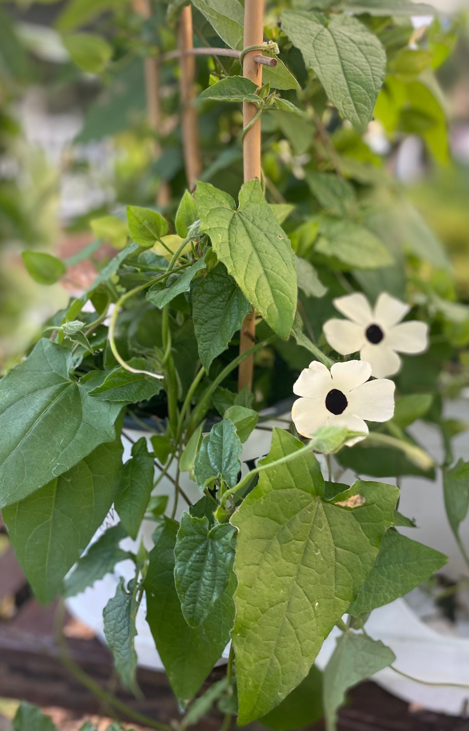 White Black Eyed Susan Vine (Thunbergia Alata 'Coconut A-Peel')