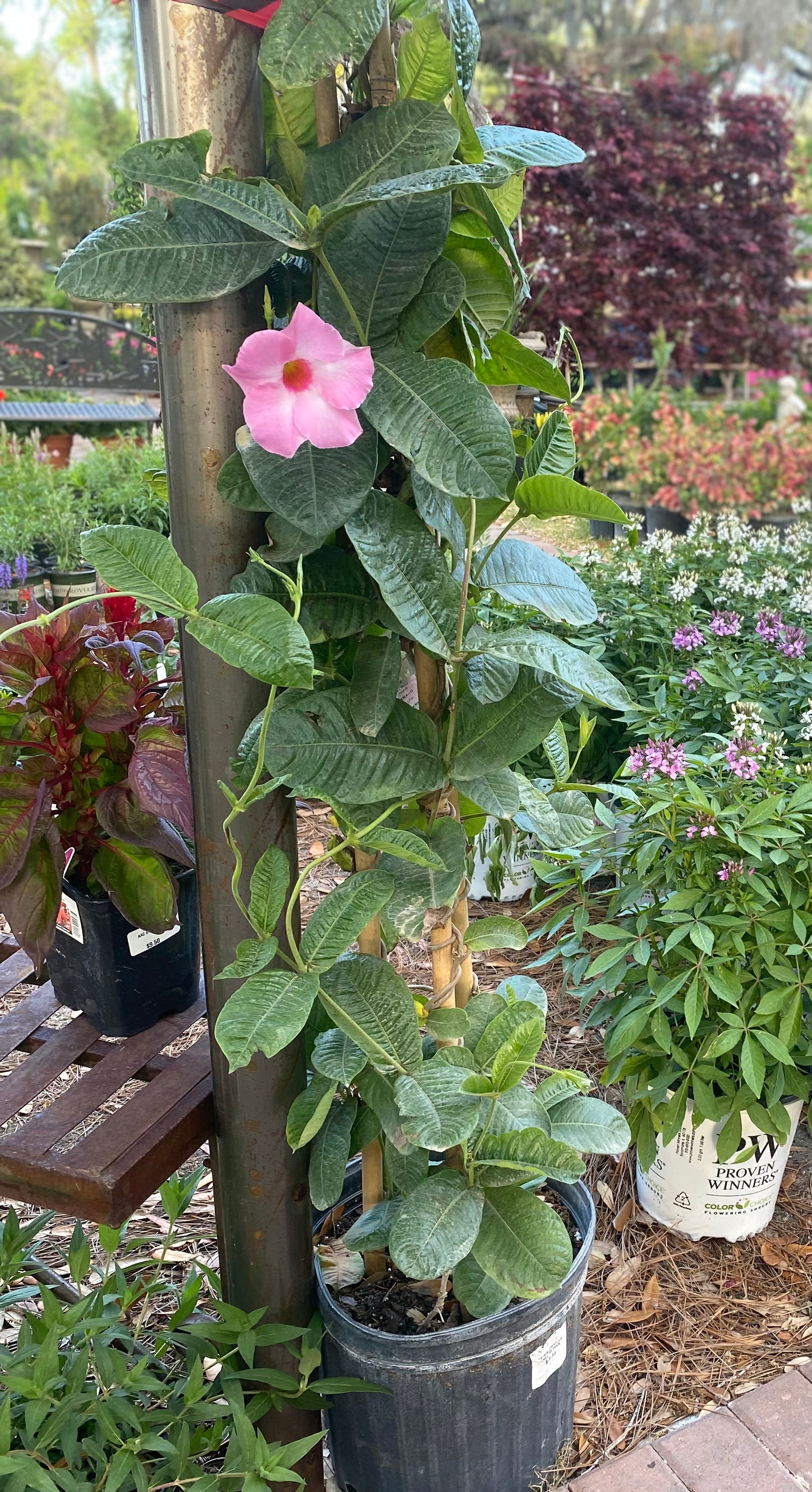 Mandevilla Trellis Pink