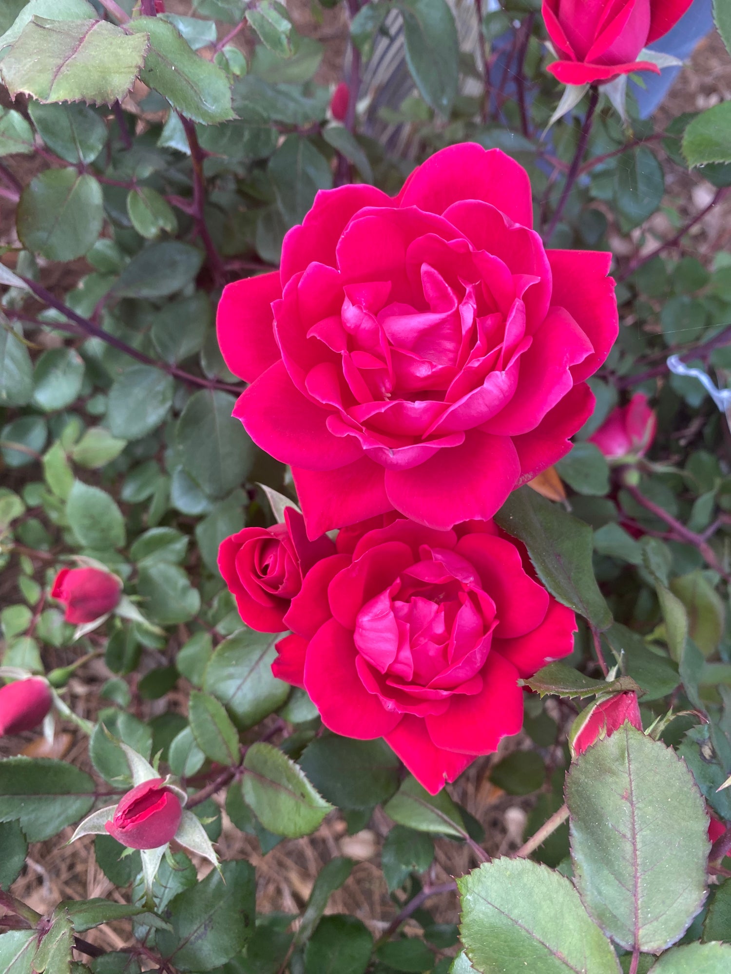 Double Knock Out Roses