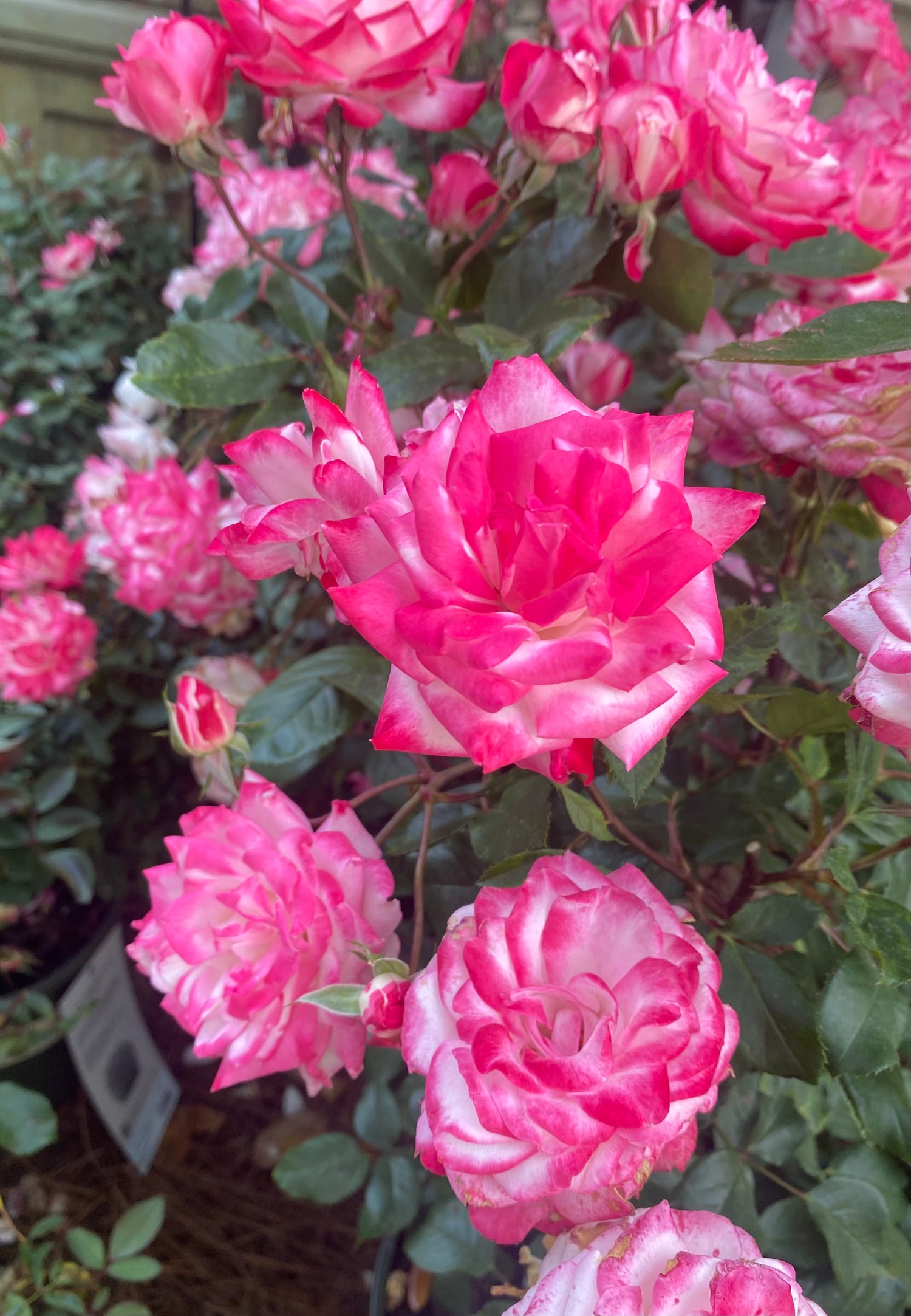 Grace N' Grit Pink Bicolor Shrub Rose